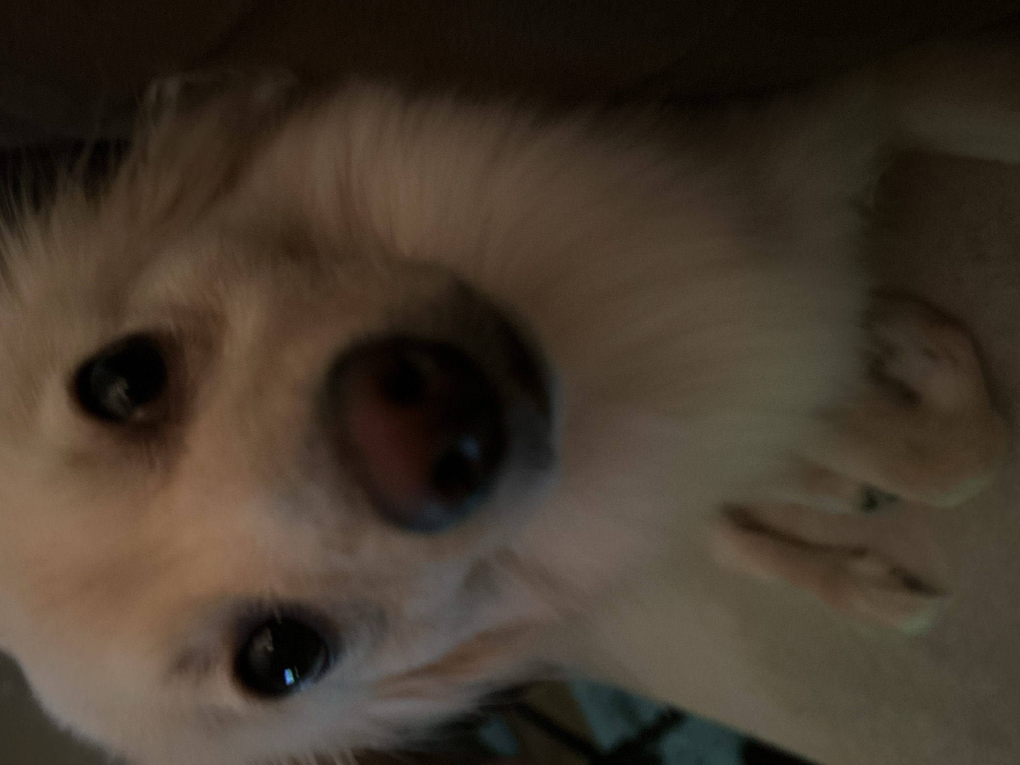 A close-up, low-angle shot focuses on a light-colored, fluffy dog's face, with its nose slightly off-center to the right. The dog's eyes, dark and round, are looking directly at the camera, with a hint of reflection in the left eye. Its pink nose is wet and prominent, and a glimpse of its tongue is visible beneath its snout. The dog's fur is soft and appears to be a creamy white or light tan. In the lower portion of the image, the dog's front paws are visible, with the nails slightly exposed. The background is dark and out of focus, providing no discernible environmental context or location. The image's shallow depth of field blurs out any details of its surroundings, making it impossible to determine its location within Sofia, Bulgaria, or any other specific setting.