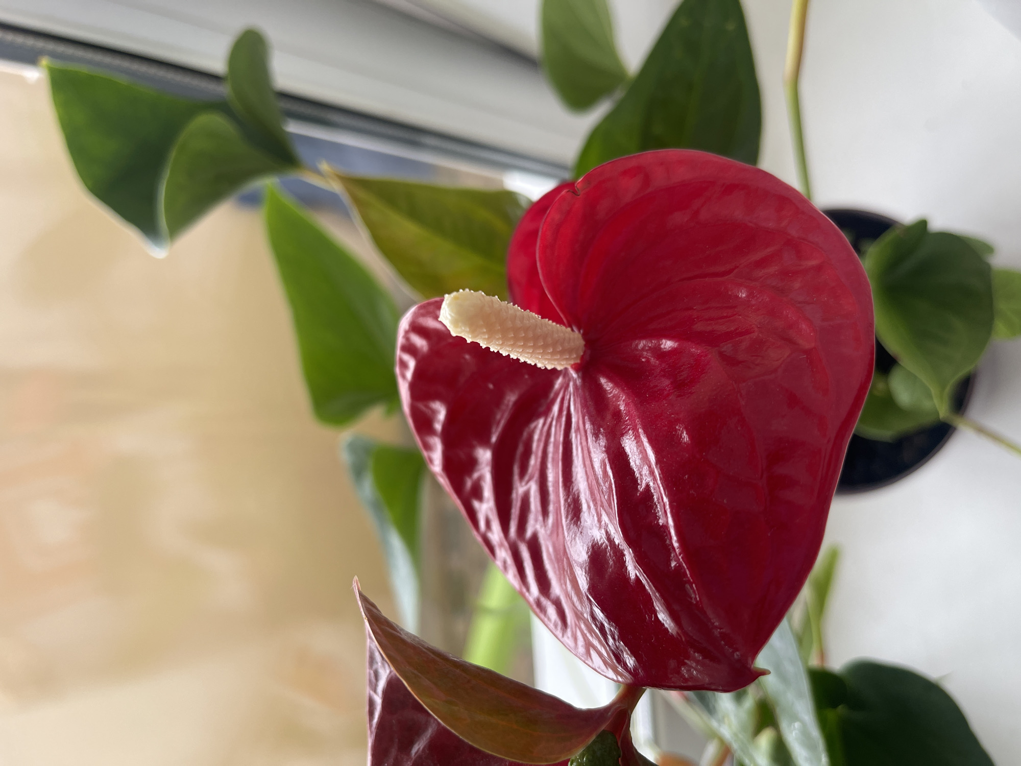 The image shows a close-up of a red anthurium flower with a white spadix. The flower is in bloom and has a waxy, heart-shaped spathe and a prominent spadix. The leaves of the plant are dark green and glossy. The background is blurred and appears to be a window with a pale, textured curtain or wall behind it, suggesting an indoor setting. The lighting is soft and diffused, coming from the side, creating highlights on the flower's surface. There are no people or animals visible in the image. The setting appears to be a domestic environment, possibly a windowsill given the light source and the plant's position. The image does not provide any information that would allow for the determination of its location within the city of Minsk, Belarus.
