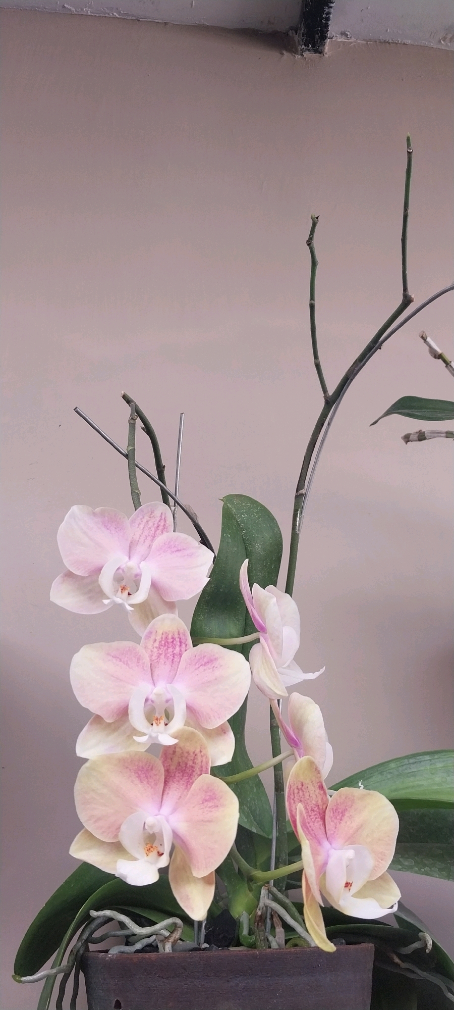 This is a vertical, close-up, indoor photograph of a potted orchid plant. The orchid has pale pink and yellow blossoms with delicate pink striations. Several flowers are in full bloom, with some buds and spent flower stalks visible. The plant is in a dark brown pot, with its aerial roots visible. The background is a plain, light beige wall. The image was taken in Kloncing, Indonesia, within an indoor setting.