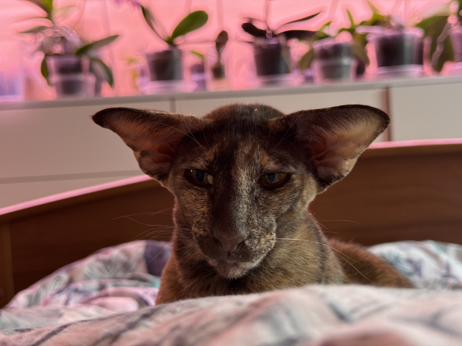 A close-up, eye-level portrait features a domestic cat, possibly an Oriental Shorthair due to its large, prominent ears and slender facial structure. The cat displays a distinctive tortoiseshell or tabby coat pattern with shades of brown, grey, and subtle hints of reddish-orange. Its amber-colored eyes are directed intently at the viewer, conveying a watchful and focused expression. The cat's ears are slightly flattened against its head, and delicate whiskers are visible extending from its muzzle.
The cat is positioned in the foreground, resting on a soft, patterned fabric, likely a bedspread or blanket, which shows abstract designs in blues, pinks, and whites. The background is softly blurred but clearly shows several potted plants, most probably orchids, arranged on a white shelf or ledge. These plants are illuminated by a prominent artificial pink light, characteristic of indoor grow lights, which casts a strong, vibrant pink glow across the entire background. This lighting suggests an indoor setting, possibly during the evening or night, or within a dedicated plant cultivation area. The scene is intimate, centered entirely on the cat. There is no visible text in the image. The setting is indoors, in Chaikovsky, Russia.