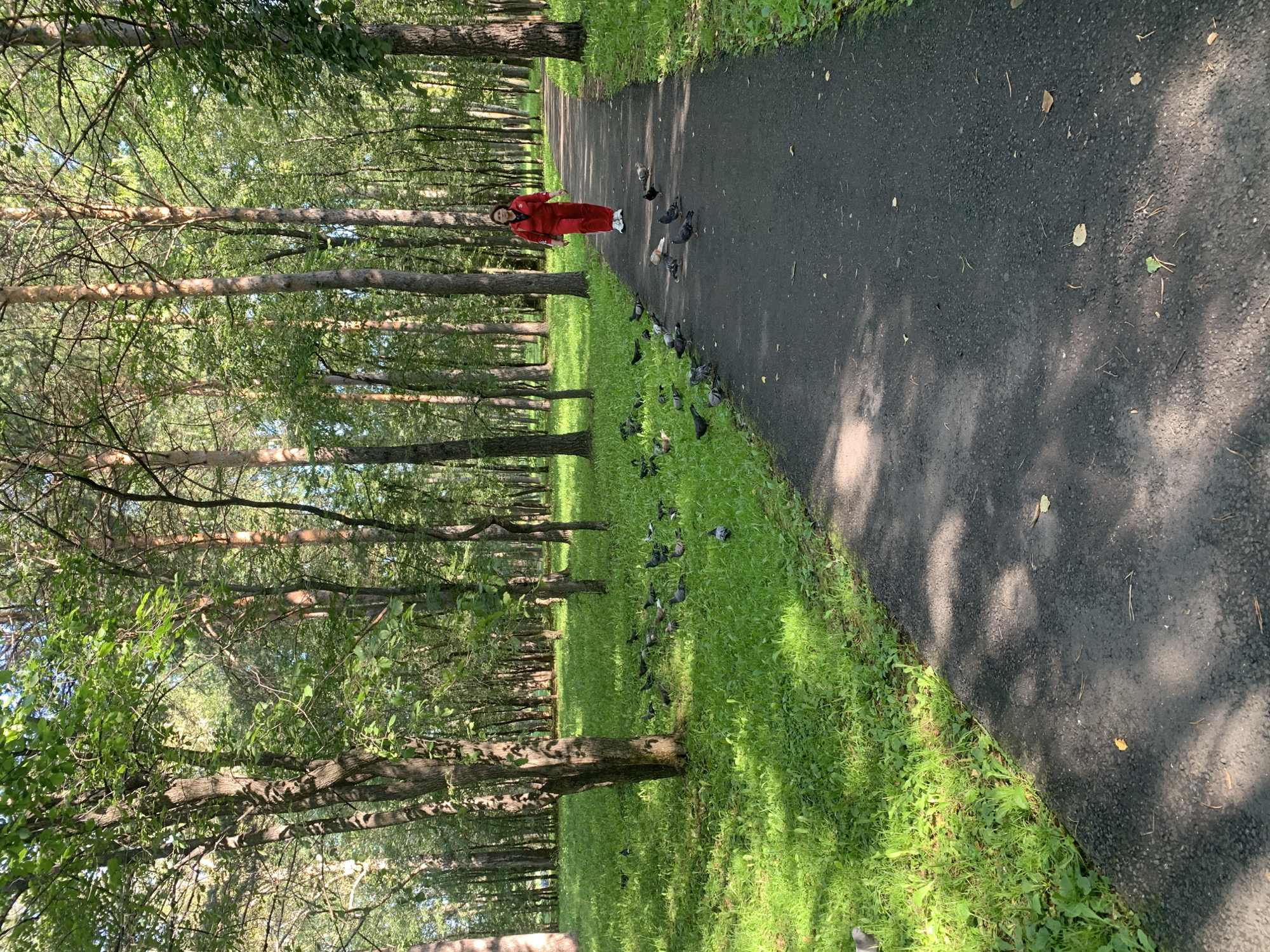 An adult female wearing a bright red tracksuit walks on an asphalt path through a park in Prokopyevsk, Russia. The path is bordered by lush green grass and tall trees with full foliage, suggesting a temperate season, likely summer. Sunlight filters through the trees, creating dappled shadows on the path. A flock of pigeons is scattered across the path and on the grass, with some pecking at the ground. The scene is serene, with the woman appearing to be enjoying a walk in the park.