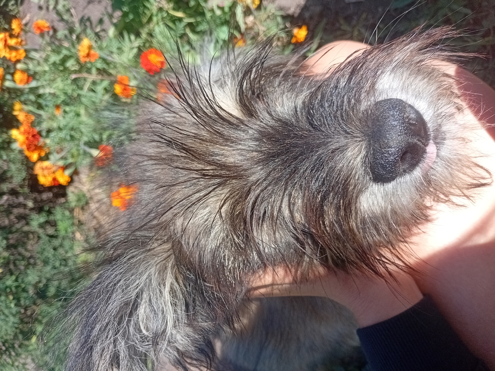 A close-up, over-the-shoulder shot shows a fluffy, grey-and-white dog's face being held in a person's hand. The dog has long, wispy fur that covers its eyes, and a dark, wet nose is visible with a small portion of its pink tongue sticking out. The background is blurred, showing green foliage and bright orange flowers, suggesting an outdoor setting in a garden or park. The lighting indicates it is daytime, with a distinct shadow cast across the dog's face and the hand. The overall scene is informal and personal, capturing a moment with a pet. The location is not discernible from the image itself and cannot be verified as being in Kurmanayevka, Russia.