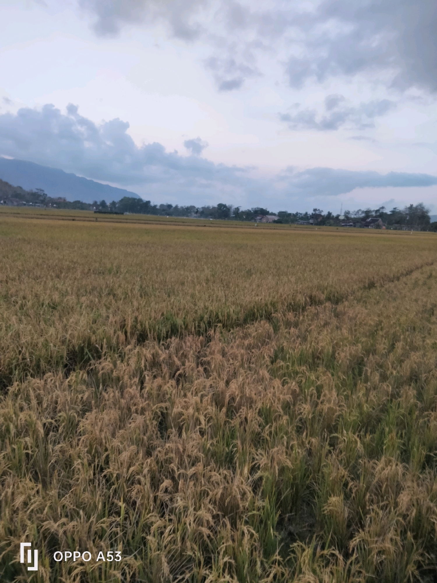The image depicts a vast, golden rice paddy field in Kelutan, Indonesia. The rice stalks are tall and ripe, indicating it is harvest season. In the background, a line of trees and small buildings separates the field from a distant, hazy mountain range under a cloudy sky. The time of day appears to be late afternoon or early evening, as the light is soft and diffused, casting a gentle glow over the landscape. The clouds are a mix of white and grey, suggesting a possibly overcast or approaching weather change. The scene conveys a sense of rural tranquility and agricultural abundance. Visible text in the lower left corner reads "OPPO A53".