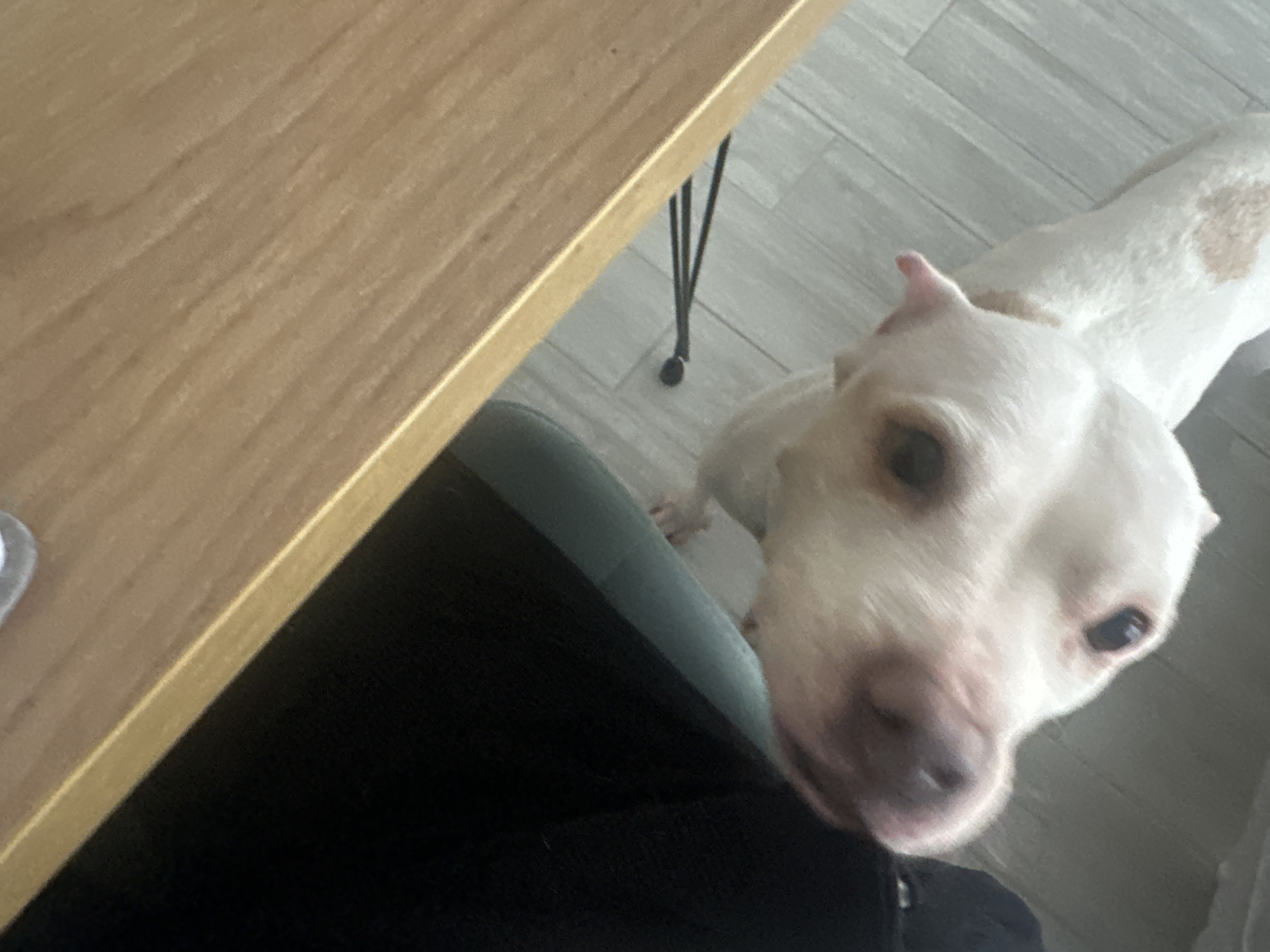 A close-up, high-angle shot shows a light-colored dog with tan spots looking up towards the camera. The dog is positioned beside a chair with a dark green cushion, which is adjacent to a light-brown wooden table. The floor is covered with light gray planks. The location is not identifiable as Sochi, Russia, and no people are visible.