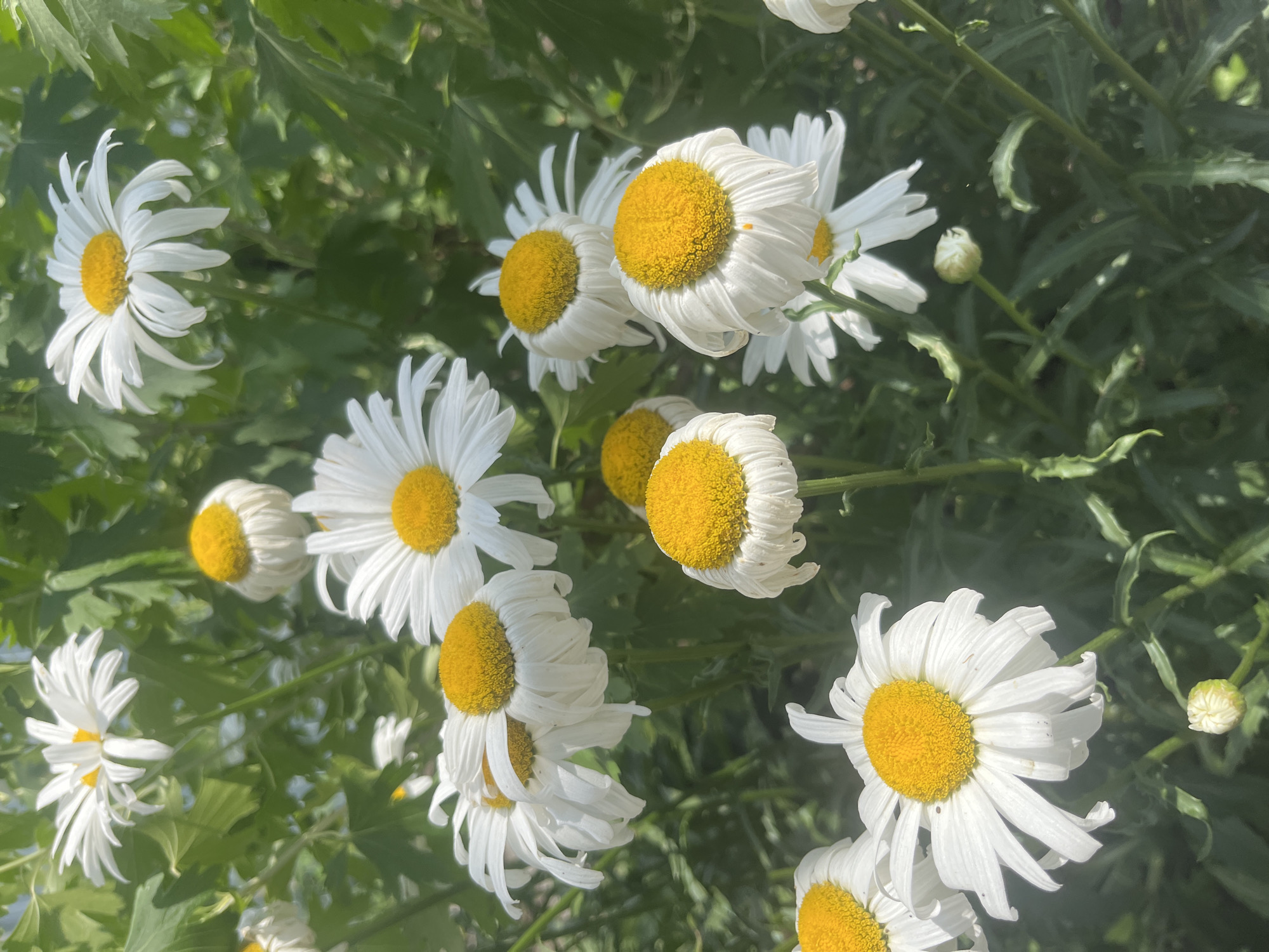 A cluster of white daisies with yellow centers is in full bloom, set against a backdrop of lush green foliage. The daisies vary in their stage of bloom, with some fully open and others appearing slightly wilted. The sun is shining brightly, casting shadows and highlighting the delicate petals of the flowers. The overall impression is one of natural beauty and vibrant life. The scene is located in Otrado-Olginskoye, Russia.
