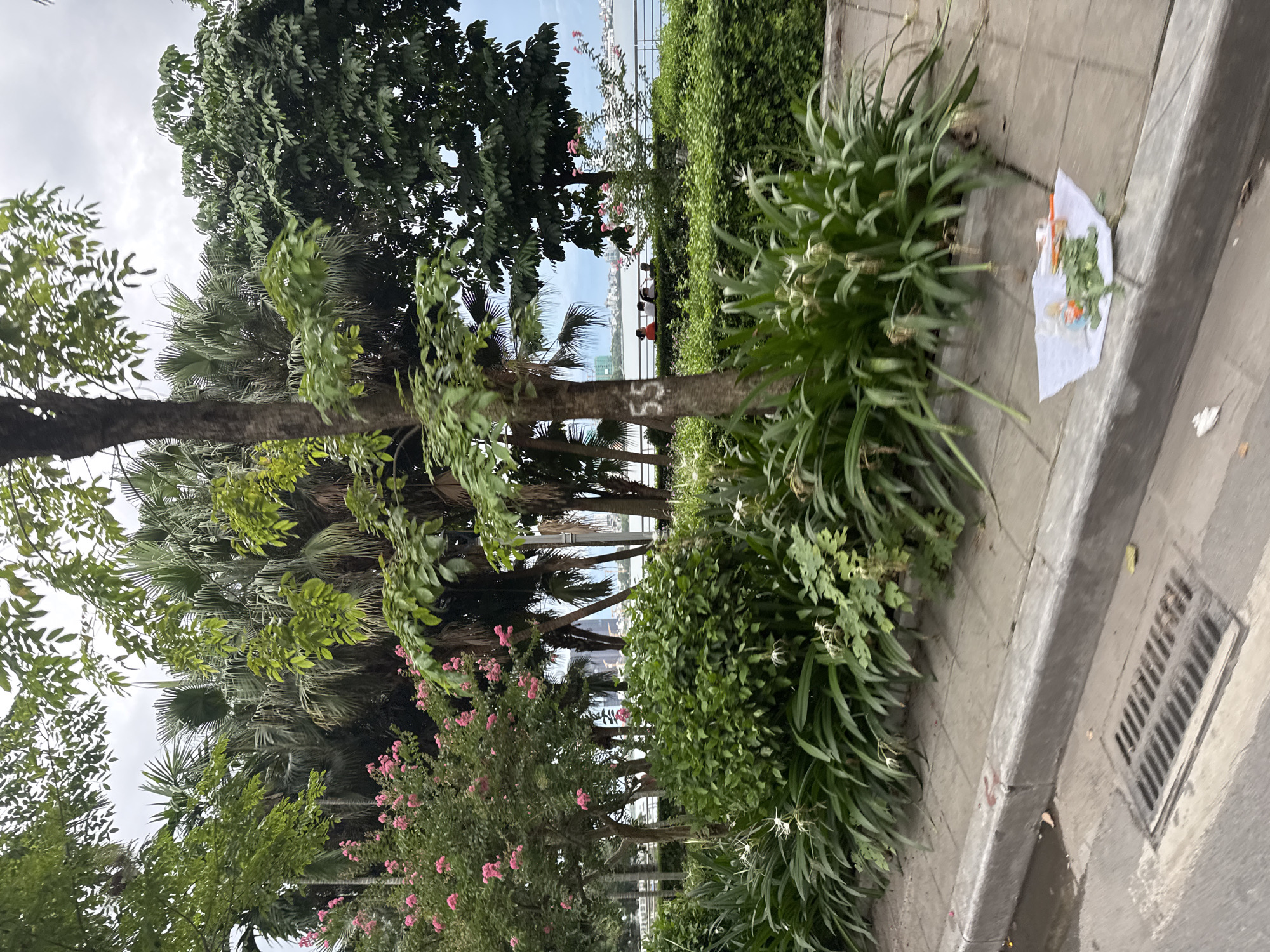 A scene in Hanoi, Vietnam depicts a tree-lined sidewalk adjacent to a body of water. The foliage includes palm trees and flowering bushes with pink blossoms. Several people are visible in the distance, seated on a low wall overlooking the water. On the sidewalk, near the curb, a small pile of trash is present on a white piece of paper. The sky is overcast.