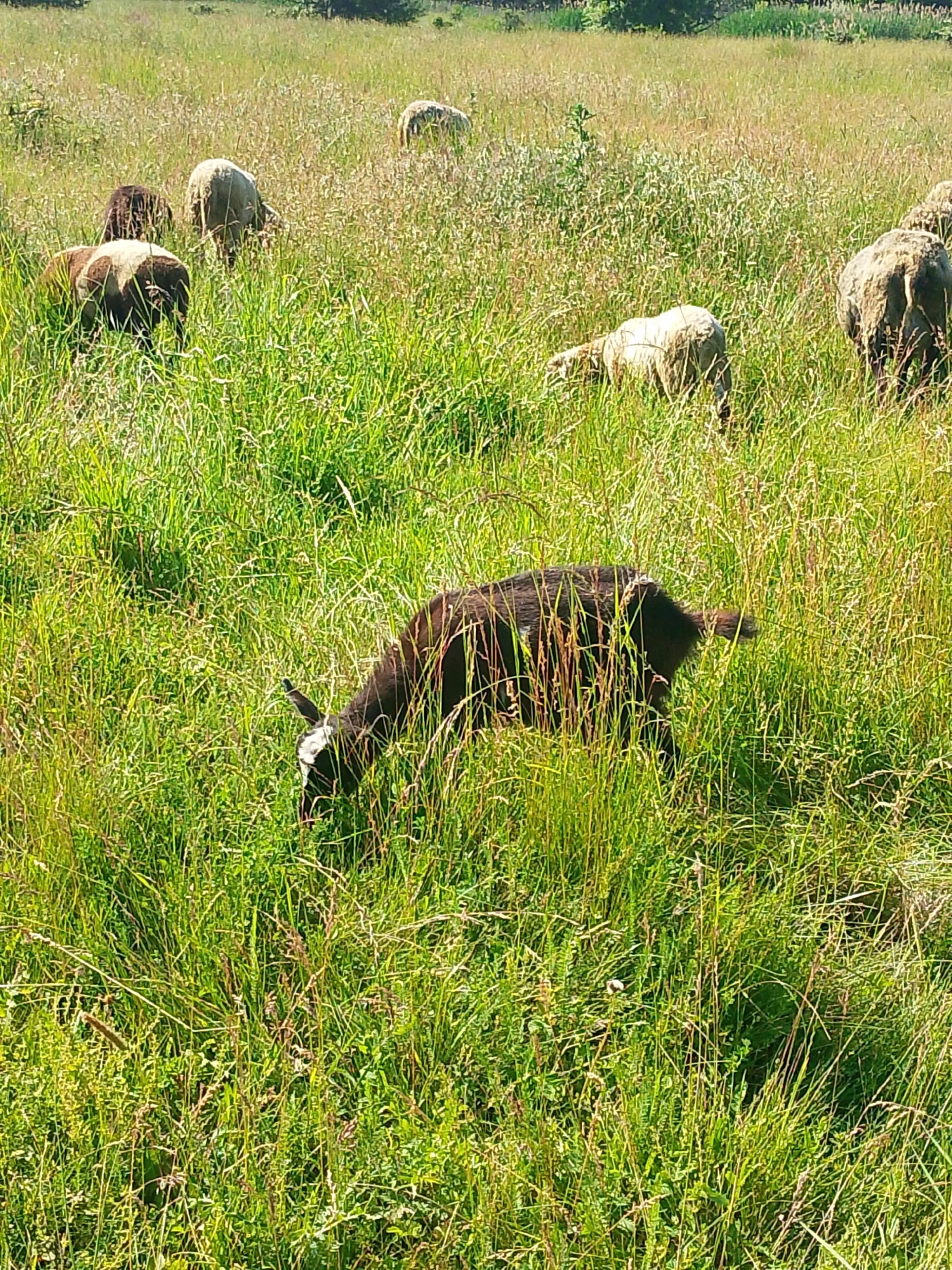 A dark brown goat with white markings on its face is grazing in a field of tall, green grass. Several sheep are visible in the background, some grazing, some with their backs turned. The field appears to be a pasture, with a line of trees in the distance. The lighting suggests it is daytime, with bright sunlight. The image is taken from a medium distance, with the goat being the most prominent subject.