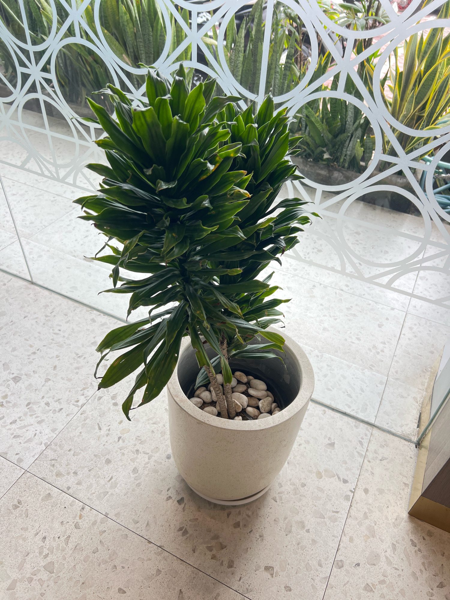 In a well-lit indoor setting, a potted Dracaena plant, characterized by its dense, dark green, sword-shaped leaves, stands on a speckled, light-colored terrazzo floor. The plant is housed in a simple, light-colored pot, with smooth, light-colored pebbles covering the soil. Behind the plant, a glass partition with a decorative white geometric pattern divides the space. Through the glass, other plants, including snake plants with their characteristic striped leaves, are visible, suggesting a botanical garden or a well-maintained indoor green space. The overall impression is one of a clean, modern, and tranquil environment, potentially a lobby or a café, in Denpasar, Indonesia. No people or animals are present in the image.