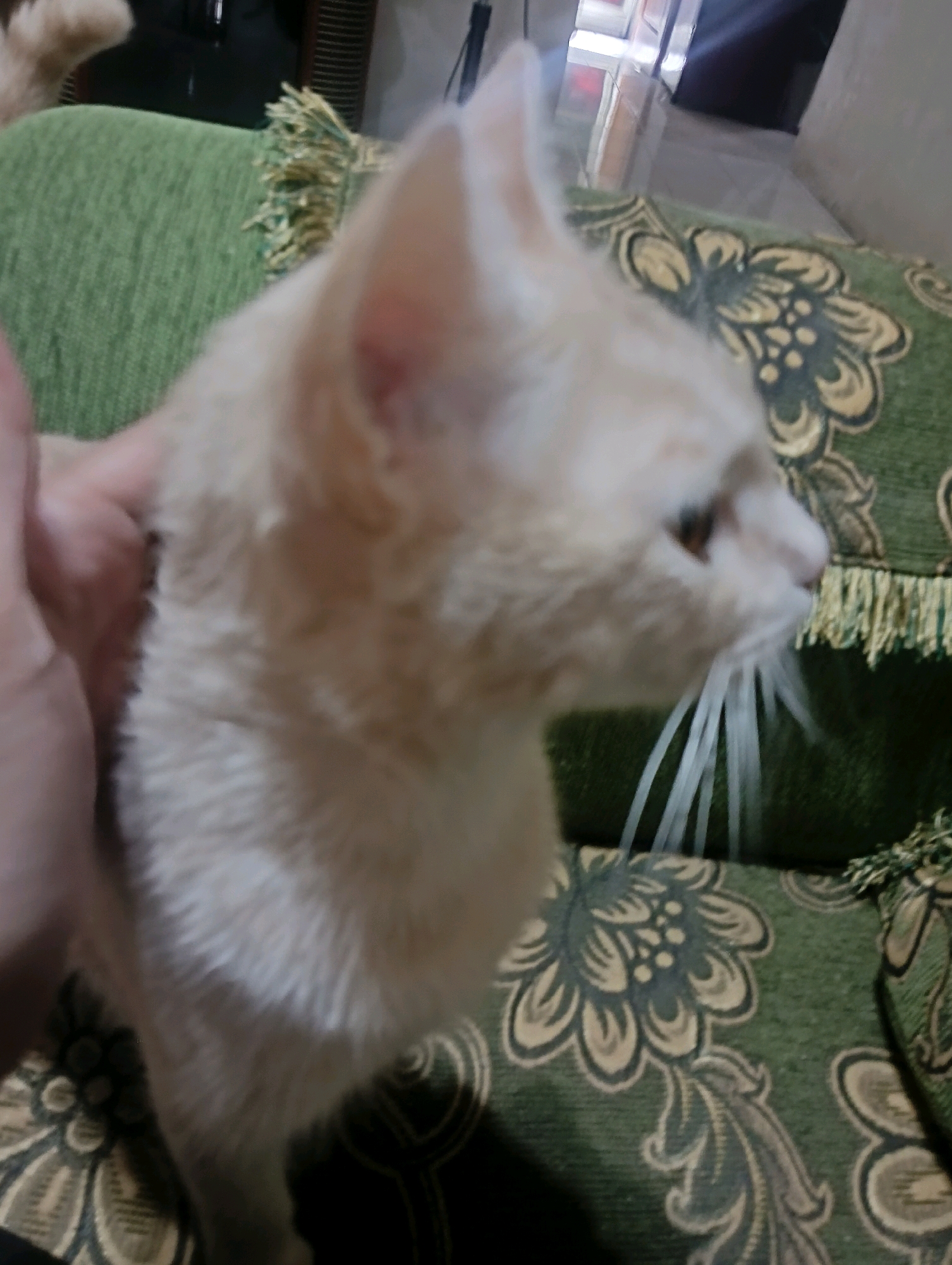 The image shows a close-up of a light-colored cat with prominent white whiskers, resting on a green upholstered surface with a floral pattern. The cat's head is tilted to the right, and its body is partially obscured by a person's hand, which is visible on the left side of the frame. The background is blurry but suggests an indoor setting with furniture and possibly a window. The overall lighting is dim, with a slight warm tone. The image appears to be taken in Kromengan, Indonesia, though no specific landmarks are visible to confirm the location.