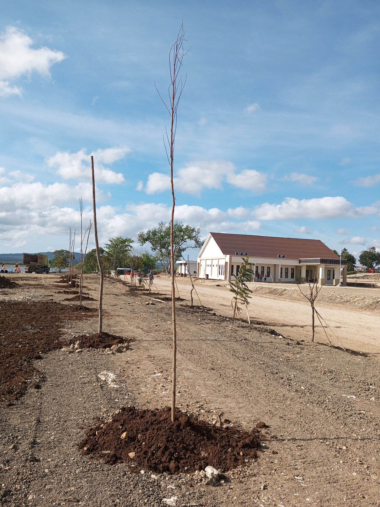 The image depicts an outdoor scene in Matasio, Indonesia, featuring newly planted trees along a dirt road. In the foreground, several young trees with bare branches are visible, each planted in a mound of dark soil. The ground is covered with gravel and loose dirt. Further back, a modern building with a brown roof and white walls stands under a bright blue sky with scattered white clouds. A line of trees runs along the side of the building. To the left, construction activity is evident, with a large truck and several individuals near what appears to be a body of water in the distance. The overall impression is a developing landscape, possibly a construction site undergoing landscaping efforts.