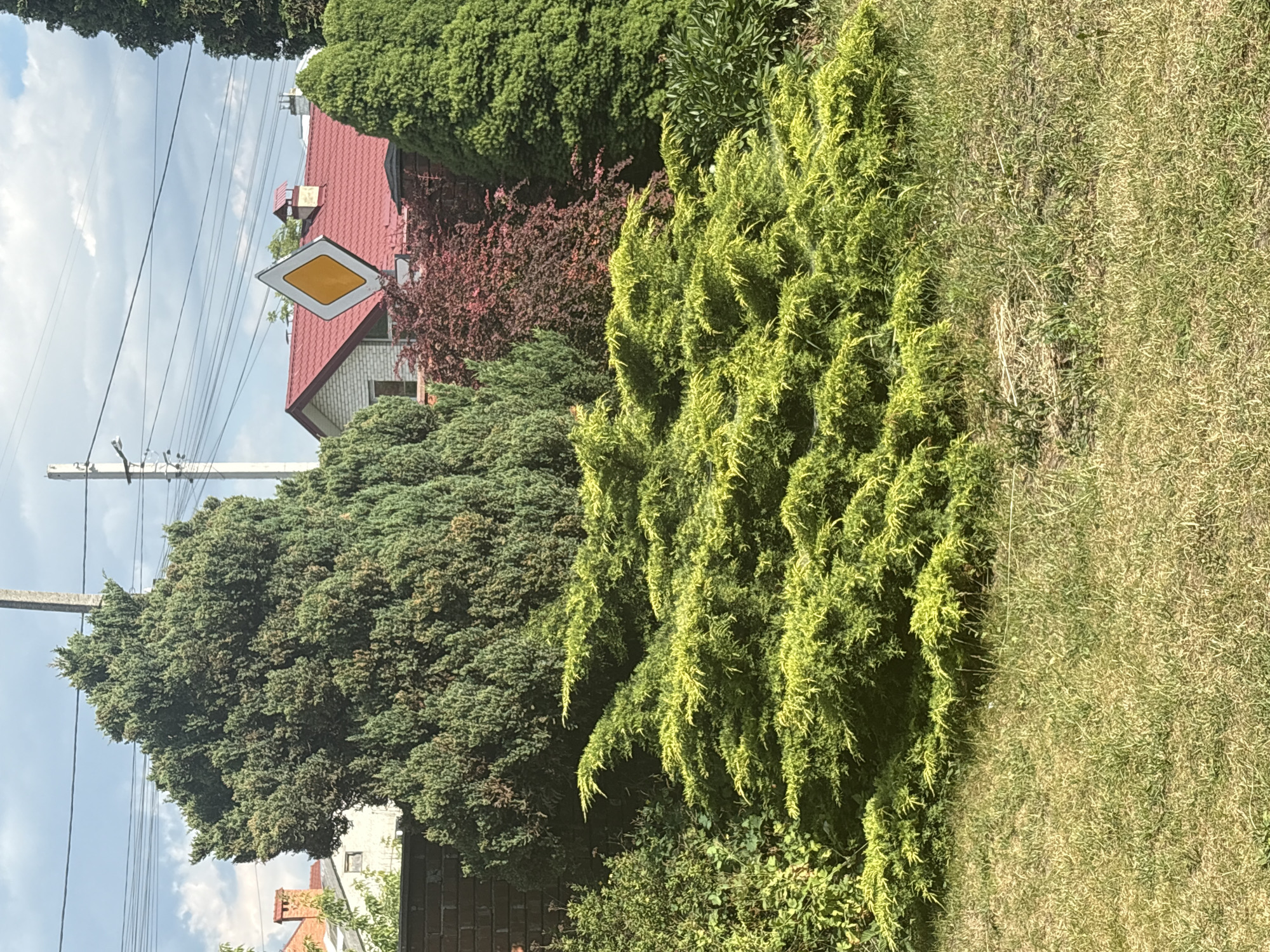 The image depicts an outdoor scene in a suburban setting, possibly in a residential area, with elements of landscaping and architecture. In the foreground, a patch of dry, sun-bleached grass is visible. Behind the grass, a dense, bright green shrub with needle-like foliage dominates the midground, its branches fanning out. Behind this prominent shrub, a variety of other plants are arranged. To the left and right of the central shrub, there are tall, conical evergreen trees. Between these, and slightly behind, a bush with dark reddish-purple foliage adds a contrasting color.
In the background, the scene transitions to architectural elements. A brick wall forms a boundary on the left side, with a portion of a brick building with a prominent orange chimney visible above it. Further to the right, the corner of a white building with a prominent red tiled roof is visible. A diamond-shaped road sign with a yellow center and a white border is prominently displayed above the red roof. Electrical poles and power lines crisscross the sky, suggesting the presence of urban infrastructure. The sky above is partially cloudy, indicating daytime. No people are present in the image.