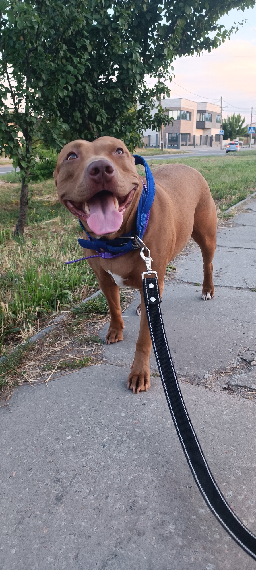 A brown pit bull dog with a blue collar and a black leash stands on a concrete sidewalk next to a grassy area. The dog is panting with its tongue out and appears happy. In the background, there is a tree, a modern building, and a street with a car driving away. The sky is a pale blue, suggesting it is either early morning or late afternoon. The scene is likely in Zaporizhzhia, Ukraine, given the context. There is no visible text in the image.