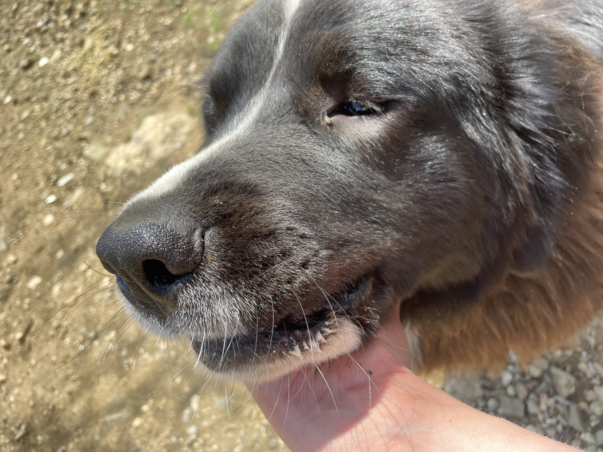 A close-up, intimate photograph captures a dark-furred dog interacting with a human hand in Zlatograd, Bulgaria. The primary subject is the dog's head, seen in profile, with a fair-skinned human hand gently cupping its lower jaw and chin area.
The dog has thick, dark gray or black fur, possibly with lighter white or grey markings visible above its eye and around its muzzle. Its dark eye is slightly squinted, suggesting contentment or a reaction to the bright sunlight. Prominent, long white whiskers extend from its muzzle, and its black nose appears moist. Small teeth are visible where the human hand gently holds its chin. The dog's expression appears relaxed and calm.
The setting is outdoors during the day, indicated by the bright, natural light illuminating the dog's fur and the human hand, creating distinct highlights and shadows. The background is out of focus, showing blurry details of dry, uneven ground with scattered small rocks and dust, consistent with a rural or natural outdoor environment. The activity depicts an affectionate moment of petting or comforting the dog. No text is visible in the image.
