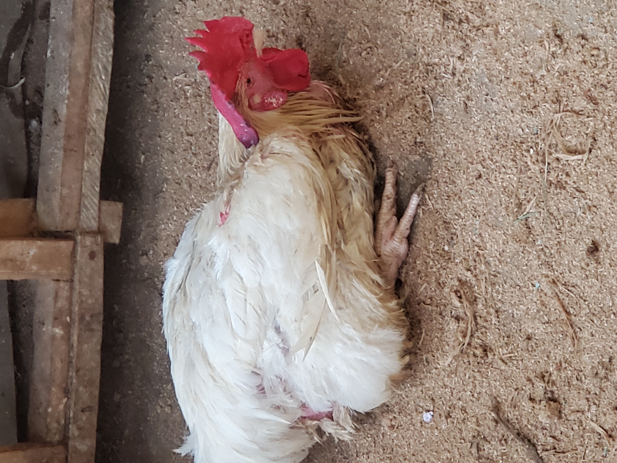 The image depicts a white rooster lying on its side on a surface of wood shavings. The rooster has a prominent red comb and wattle. Its legs are visible and extended. Next to the rooster is a wooden structure. The location and specific city are unknown.