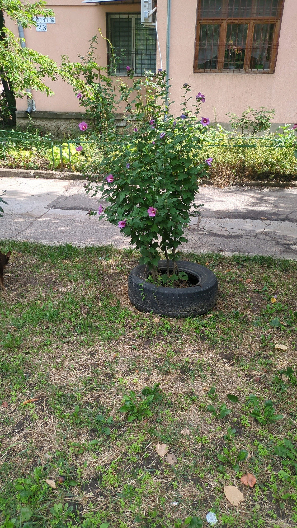 A medium shot captures a hibiscus bush with purple flowers planted within a tire on a grassy area. The bush is situated in front of a light pink building with windows. To the left of the building, a street is visible, and a small, brown dog is partially in the frame. The ground is covered with a mixture of dry grass and small green weeds. The image is taken outdoors in daylight. The building has a sign that reads "STR. PRODENTILOR 12/3". This suggests the location is in Chisinau, Moldova.