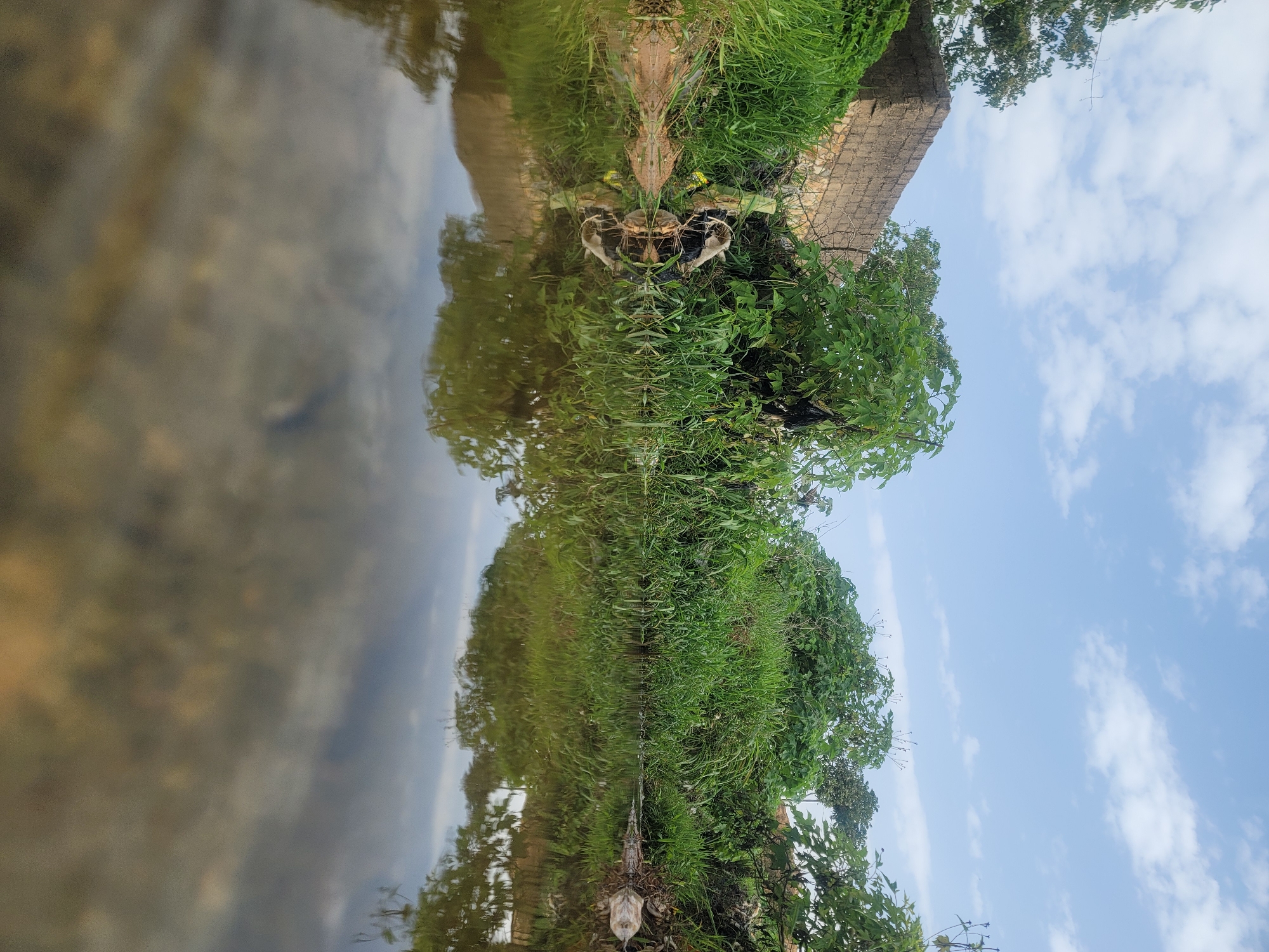 The image shows a low-angle view of a narrow waterway, likely a drainage channel, filled with murky brown water. The water's surface reflects the lush green vegetation that lines its banks. In the background, a partially constructed brick wall is visible on the left, partially covered by grass. Dense green foliage, including trees and tall grasses, dominates the scene. There are several pieces of plastic waste, including black and white plastic bags, caught in the vegetation along the bank. The sky above is blue with scattered white clouds. The overall impression is of a natural scene in an urban or semi-urban environment, with some signs of neglect due to litter. This scene is consistent with what might be found in a less developed area within the city of Jos, Nigeria, where drainage channels often become receptacles for waste and are overgrown with vegetation.