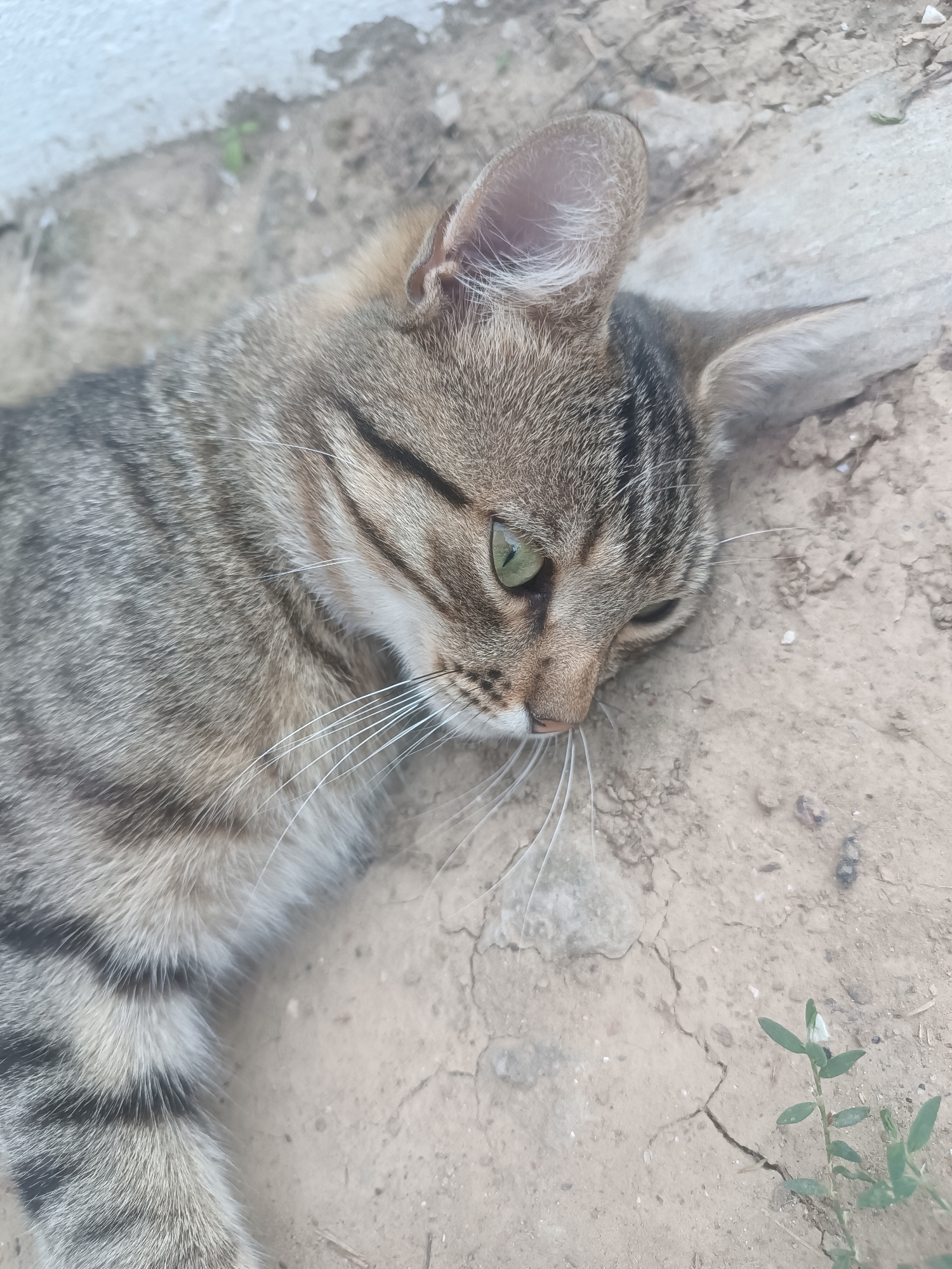 A tabby cat with green eyes is lying on dry, cracked earth. The cat is facing to the right and its head is tilted down. The background is out of focus but appears to be a light-colored wall and more dry earth with some small green plants. The image is a close-up of the cat's face and upper body. The location in Vypasne, Ukraine is not evident from the image itself.