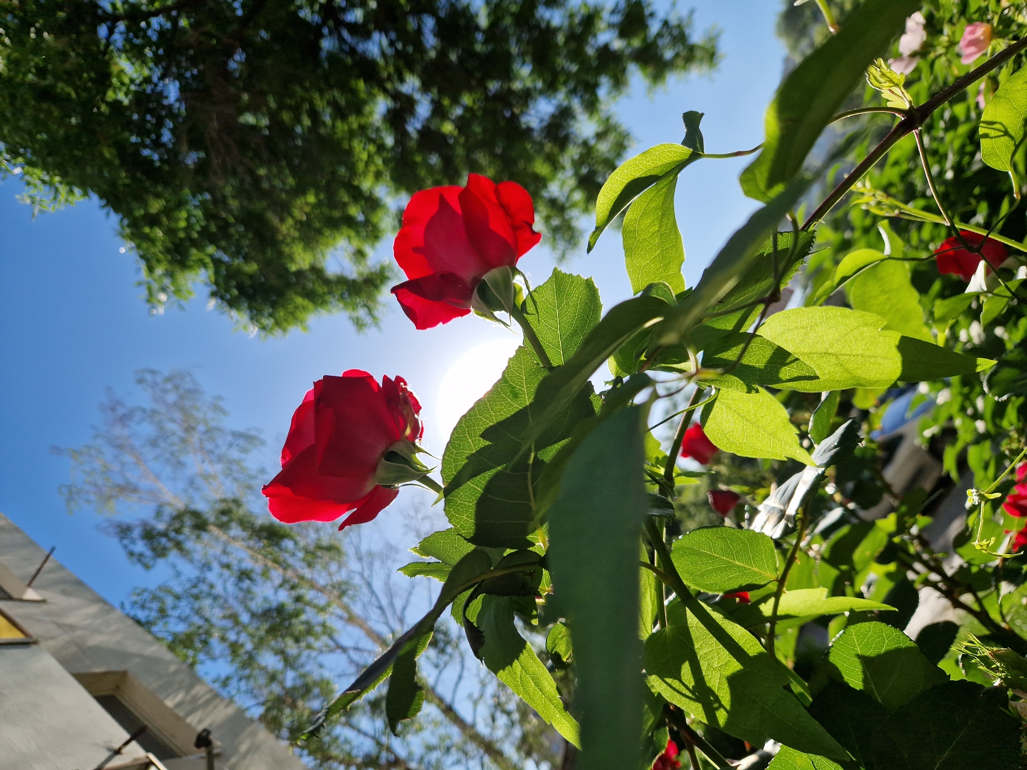 The image shows a low-angle shot of two red roses, surrounded by green leaves, set against a bright blue sky partially obscured by tree foliage. The sun is positioned behind the roses, creating a backlit effect. A portion of a white building is visible in the lower left corner of the frame. Based on the presence of roses and the description, the location could potentially be a garden or park in Sofia, Bulgaria, although specific landmarks are not visible to confirm the exact location. No people are present in the image.