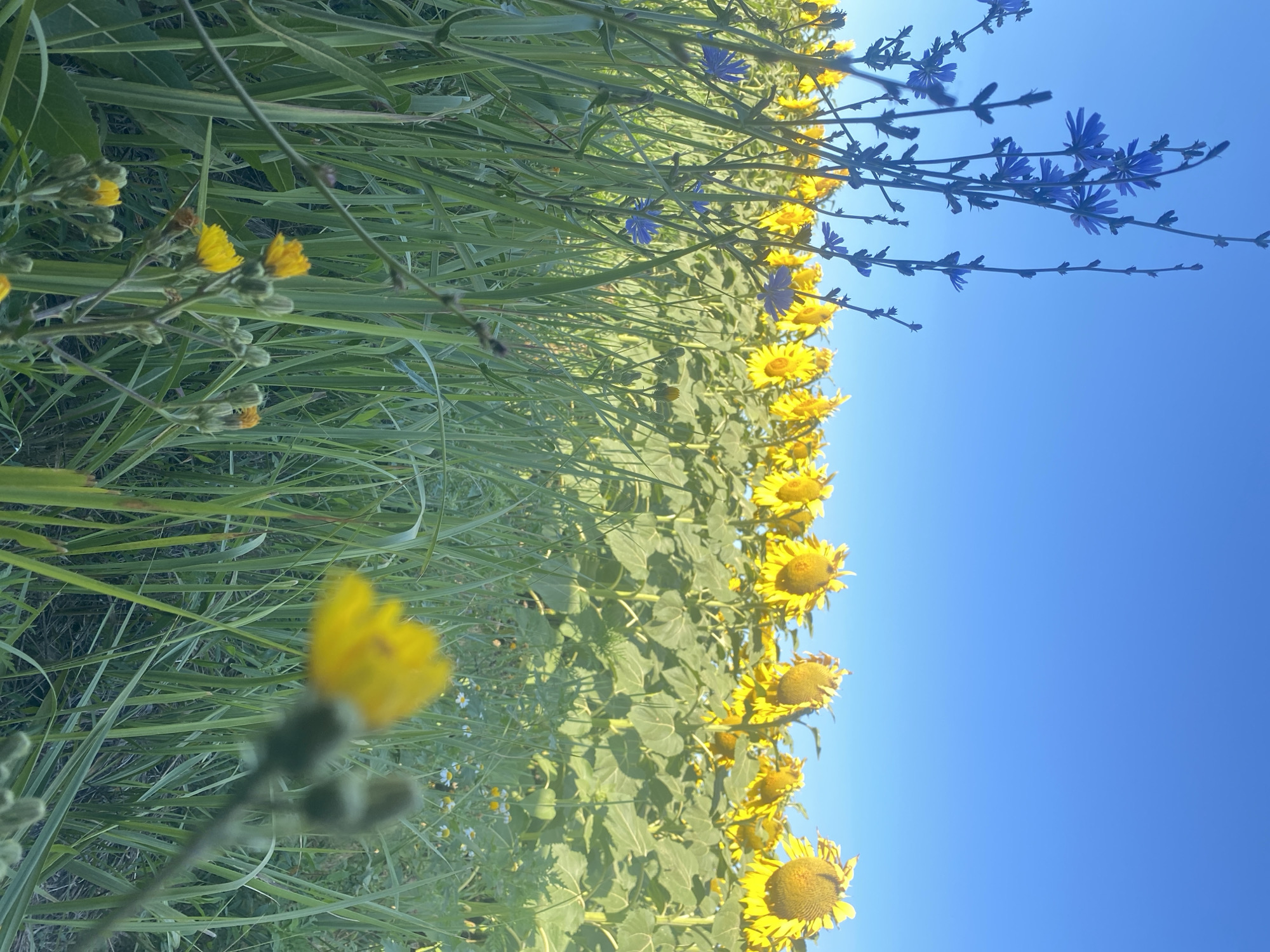 An outdoor, low-angle shot captures a field of sunflowers under a clear blue sky, with tall grasses in the foreground. Some blue chicory flowers are visible interspersed with the grasses. The sunflowers are in the midground, appearing to be in full bloom, with their yellow petals facing towards the sun. The overall lighting suggests it is daytime, likely late morning or early afternoon, given the bright sunlight. The scene appears to be a natural or agricultural setting, possibly a park or a farm, located in the city of Novooleksandrivs'ke, Ukraine. There are no people or animals visible in the image. The focus is on the flowers and the expansive sky.