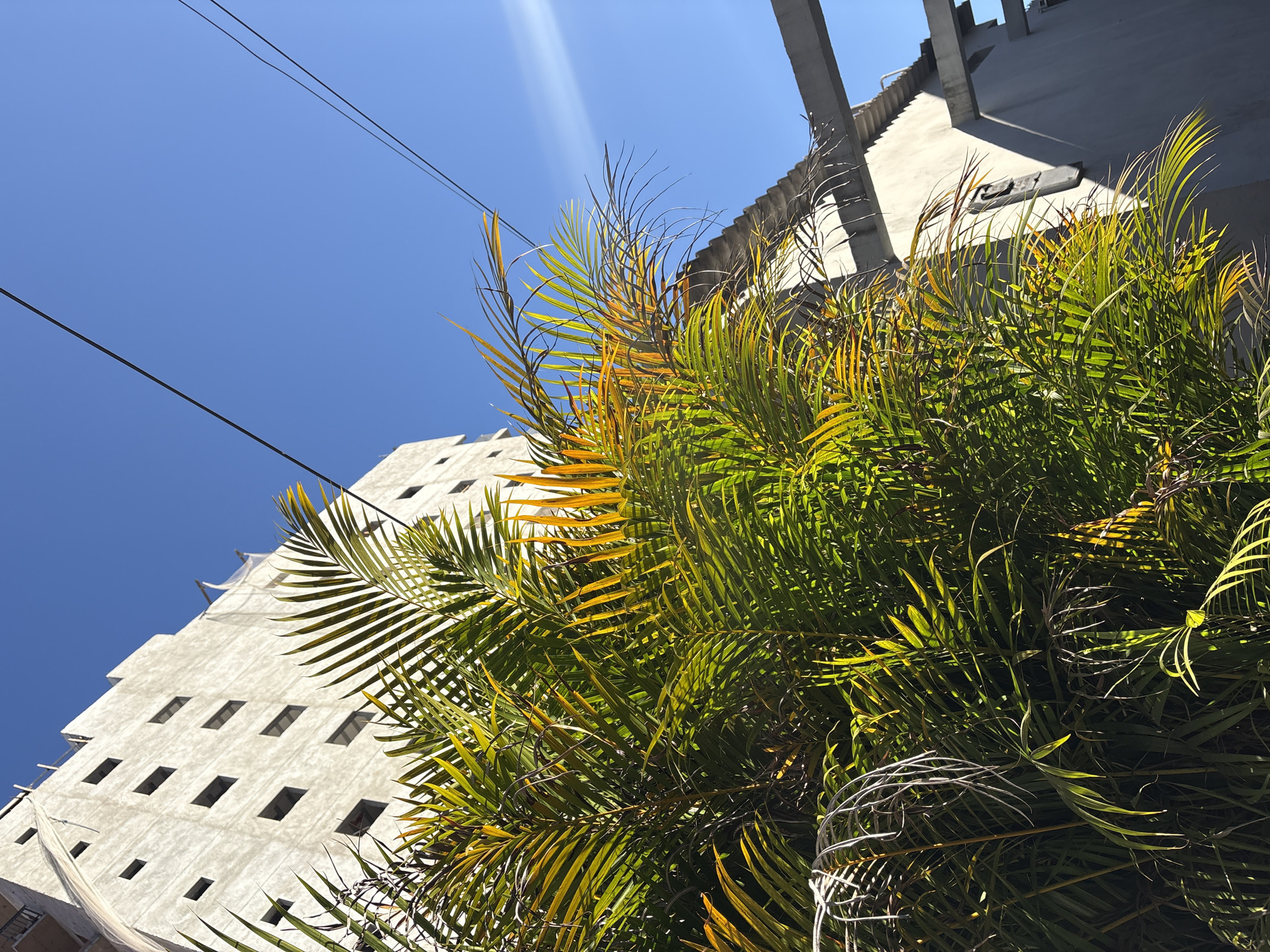 The image depicts a close-up view of lush green palm fronds in the foreground, their leaves catching the sunlight with hints of yellow and orange. Behind the foliage, a stark, modern building with a rough concrete facade and dark rectangular window openings is visible, reaching upwards against a clear blue sky. Two dark power lines traverse the upper portion of the frame. To the right, a portion of another concrete structure, possibly a roofline or balcony, casts sharp shadows. The scene suggests an urban environment, possibly a construction site or a developed area in the city of São Paulo, Brazil, where the tropical vegetation contrasts with the stark architecture. There are no people or animals present in the image. The overall impression is one of a bright, sunny day.