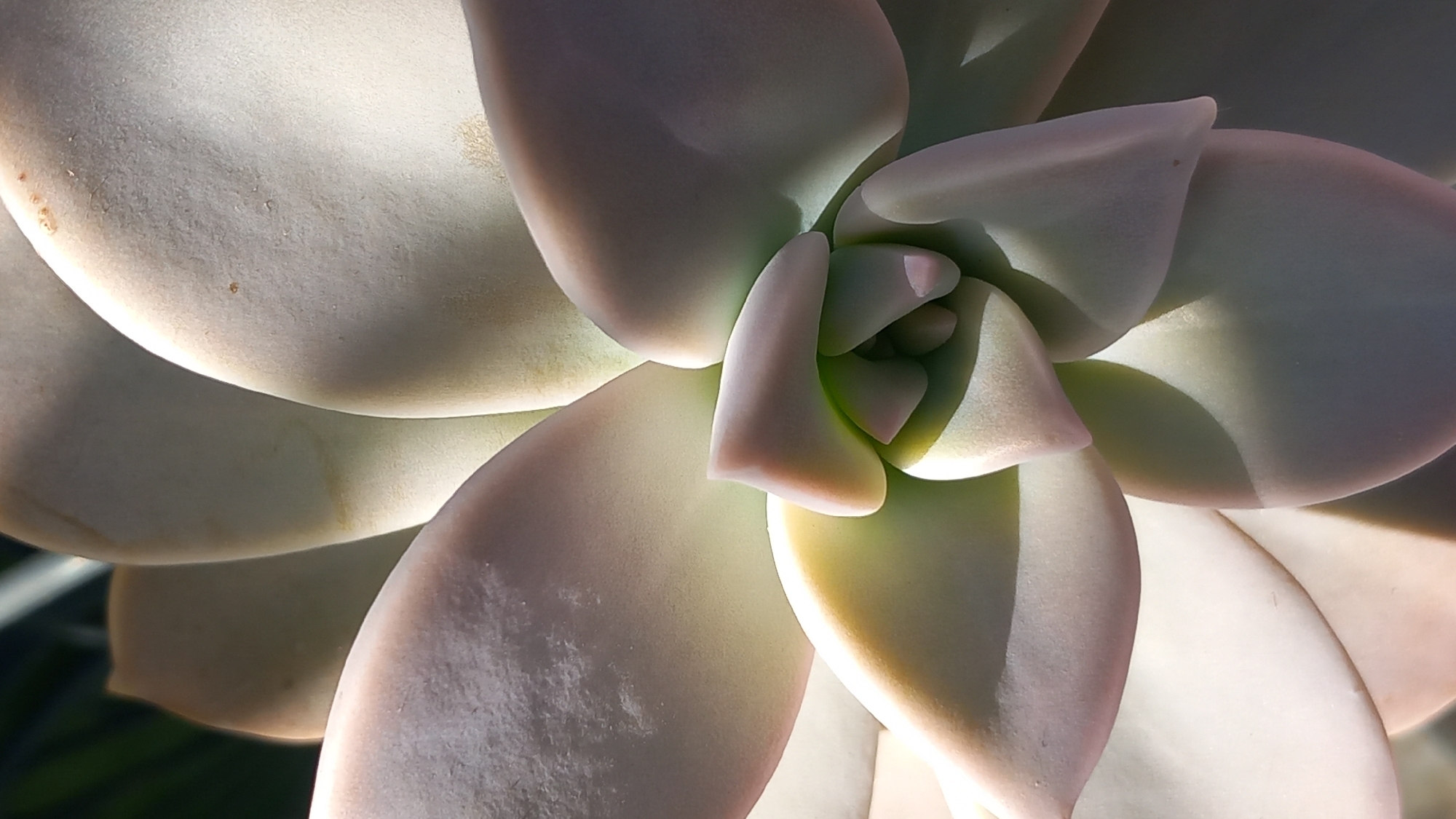 A close-up, overhead shot captures the intricate details of a succulent plant. The plant's pale, fleshy leaves are arranged in a tight spiral, with some leaves casting soft shadows on others. The lighting creates a gradient of colors across the leaves, from pale green in the center to soft pinks and whites on the outer edges. The background is blurred, but appears to be a dark, natural environment, possibly hinting at a garden or outdoor setting. The image is a vertical, close-up portrait of the plant's natural geometry.
