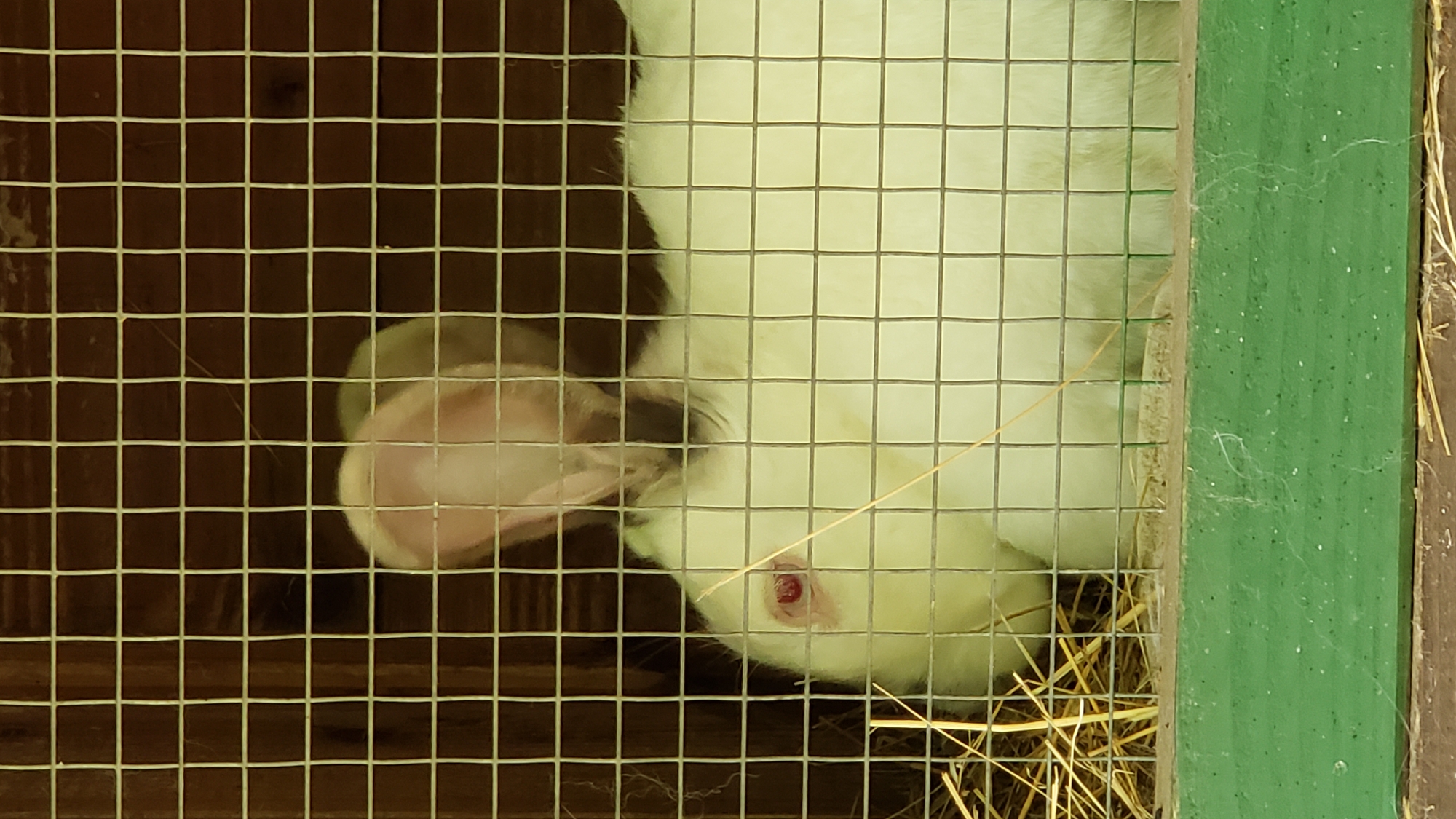 The image shows a white rabbit in a cage, with straw on the ground. The cage is made of wire mesh and wooden slats. The rabbit is facing left, with its right eye visible and red. Its ears are prominent and pink. The background of the cage is dark wood. The bottom of the image shows a green wooden plank. The location of this scene within the city of Prešov, Slovakia is not discernible from the provided image.
