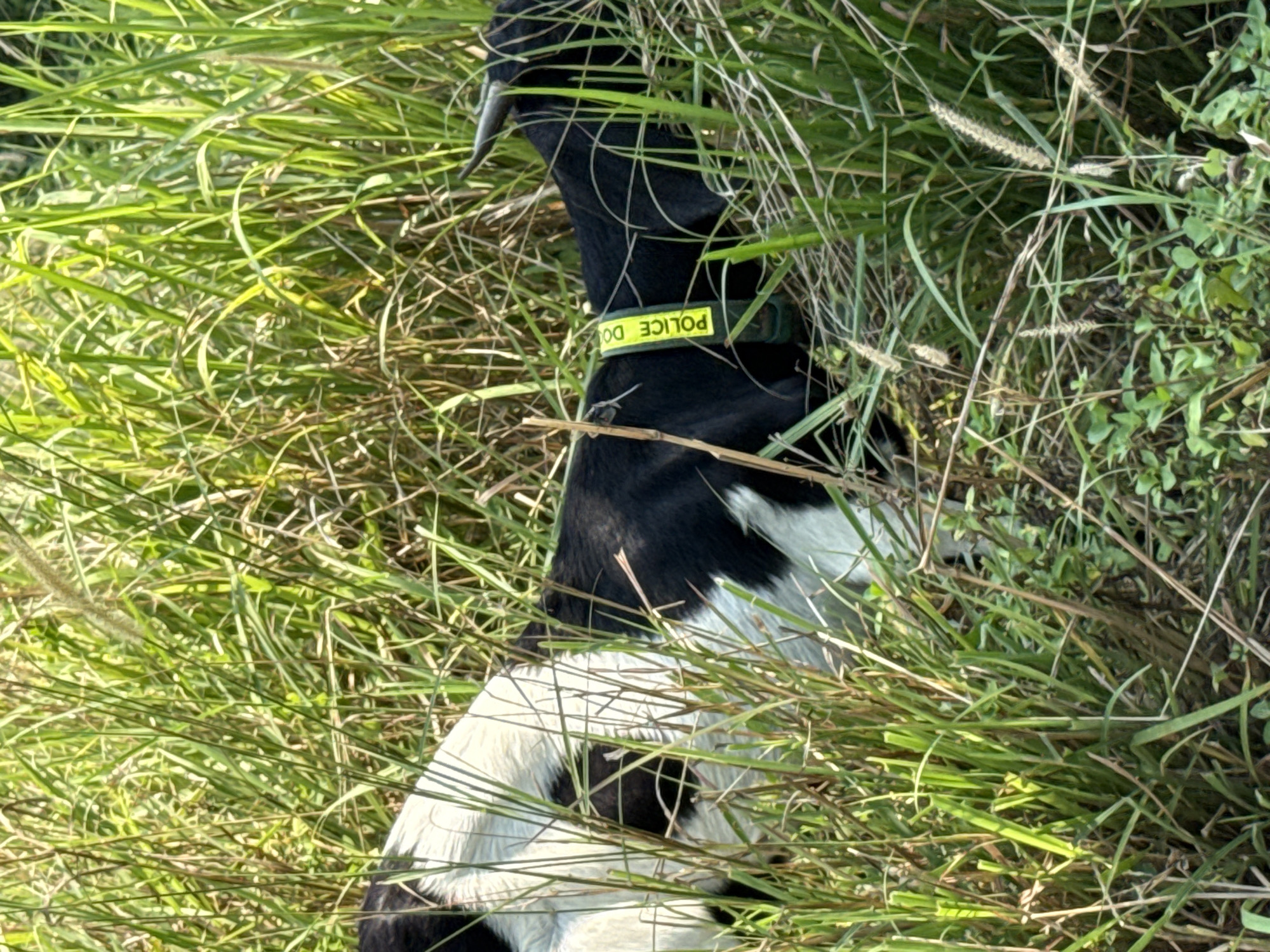 A black and white goat, wearing a collar that reads "POLICE DOG," is partially obscured by tall green grass. The goat appears to be in a grassy area or field. Location cannot be confirmed in Đà Nẵng, Vietnam, as there are no specific identifying landmarks in the image.