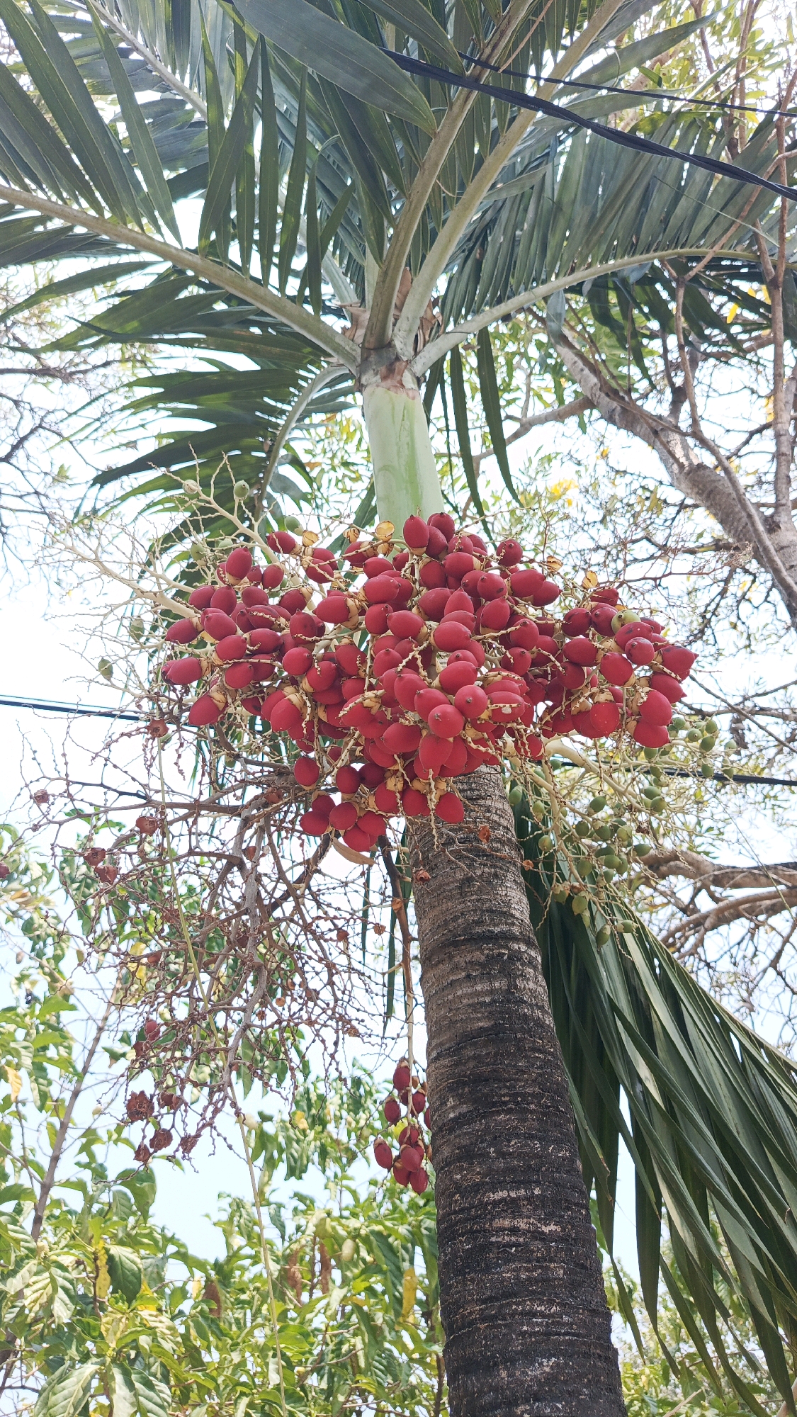 A close-up, low-angle shot captures a mature palm tree trunk and a cluster of bright red palm fruits hanging from its branches. The trunk, textured with rough bark, dominates the lower right of the frame. The vibrant red fruits, round and numerous, are clustered together on thin stems, creating a striking visual contrast against the green palm fronds and the pale, overcast sky. The background is a blur of foliage and branches, hinting at a lush, outdoor environment in the city of Babadan, Indonesia. The lighting suggests daylight, though the sky is overcast. No people are visible in the image.