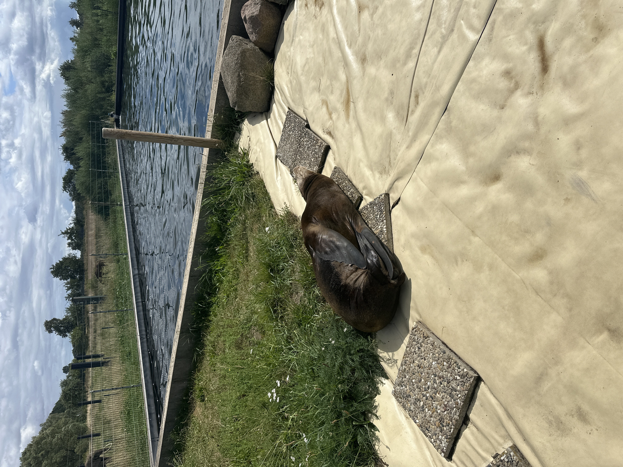 A sea lion is resting on a beige tarp laid out on the ground next to a large rectangular pool of water. The pool has a concrete edge and is surrounded by grass and trees. The sea lion is positioned on two square paving stones with a pebble surface, facing left with its head tucked in. In the background, a metal fence encloses a grassy field with scattered trees. The sky is partly cloudy. The scene is located in an outdoor enclosure, likely a zoo or wildlife park, in Ziegendorf, Germany.