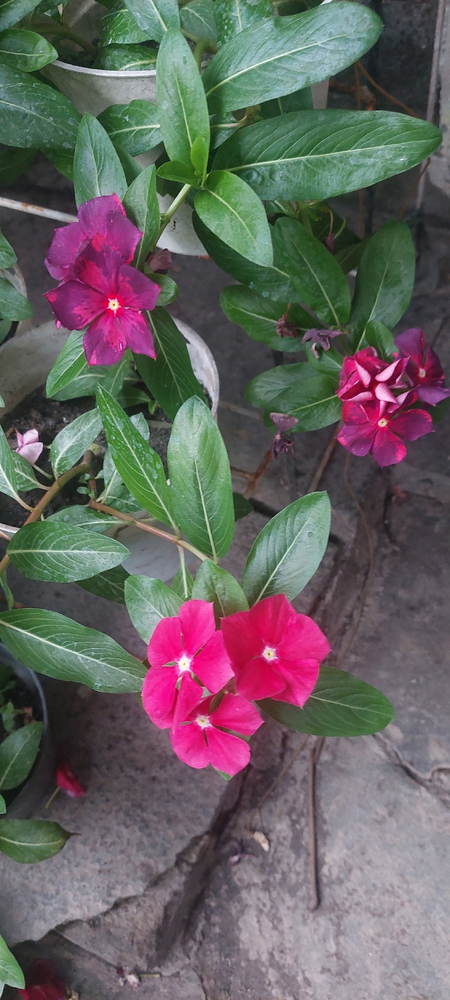 The image shows a close-up of several Madagascar periwinkle flowers (Catharanthus roseus) in various shades of pink and deep magenta, blooming amidst lush green foliage. The flowers have five petals and a yellow-orange center. Some of the flowers are fully open, while others are still in bud. The leaves are oval-shaped with prominent white veins. The plants are growing in what appears to be pots, hinted at by the presence of a white pot on the left side of the image. The background consists of rough, grey paving stones and some dry, brown plant debris, suggesting an outdoor setting. The overall impression is one of vibrant floral life in a somewhat weathered urban or garden environment. This scene is likely located in Sukodono, Indonesia, given the context provided.