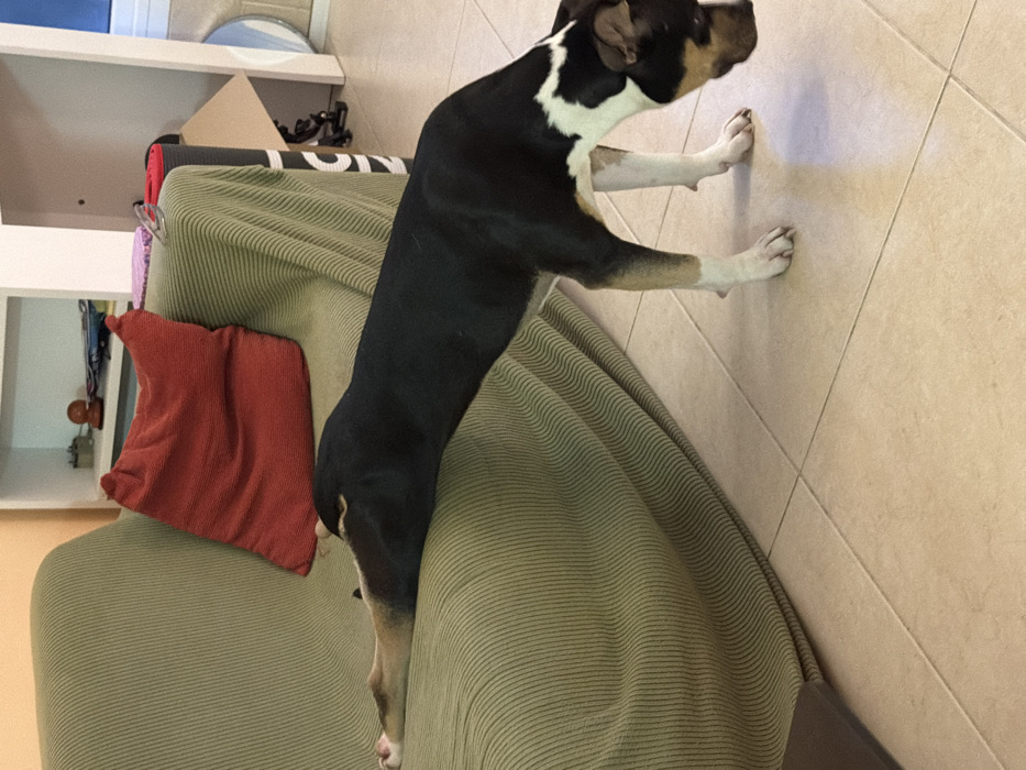 The image displays an indoor domestic scene located in Tel-Aviv, Israel. A tricolor dog, primarily black with tan and white markings on its muzzle, chest, legs, and underside, is captured in a stretching posture. The dog's front half, including its head and forelegs, is extended flat upon an olive-green sofa, which is covered with a vertically ribbed fabric. A single red cushion rests against the sofa's backrest. The dog's hind legs are positioned on the light-beige tiled floor, creating an arc with its body as it stretches with its head lowered towards the floor. The floor consists of square ceramic tiles with visible grout lines. In the background, a white shelving unit with open compartments holds several small, indistinct objects. To the right of the sofa, a black rolled mat, a brown cardboard box, and a partially visible round mirror leaning against a wall are discernible. The walls are light-colored. No human subjects are present in the image.