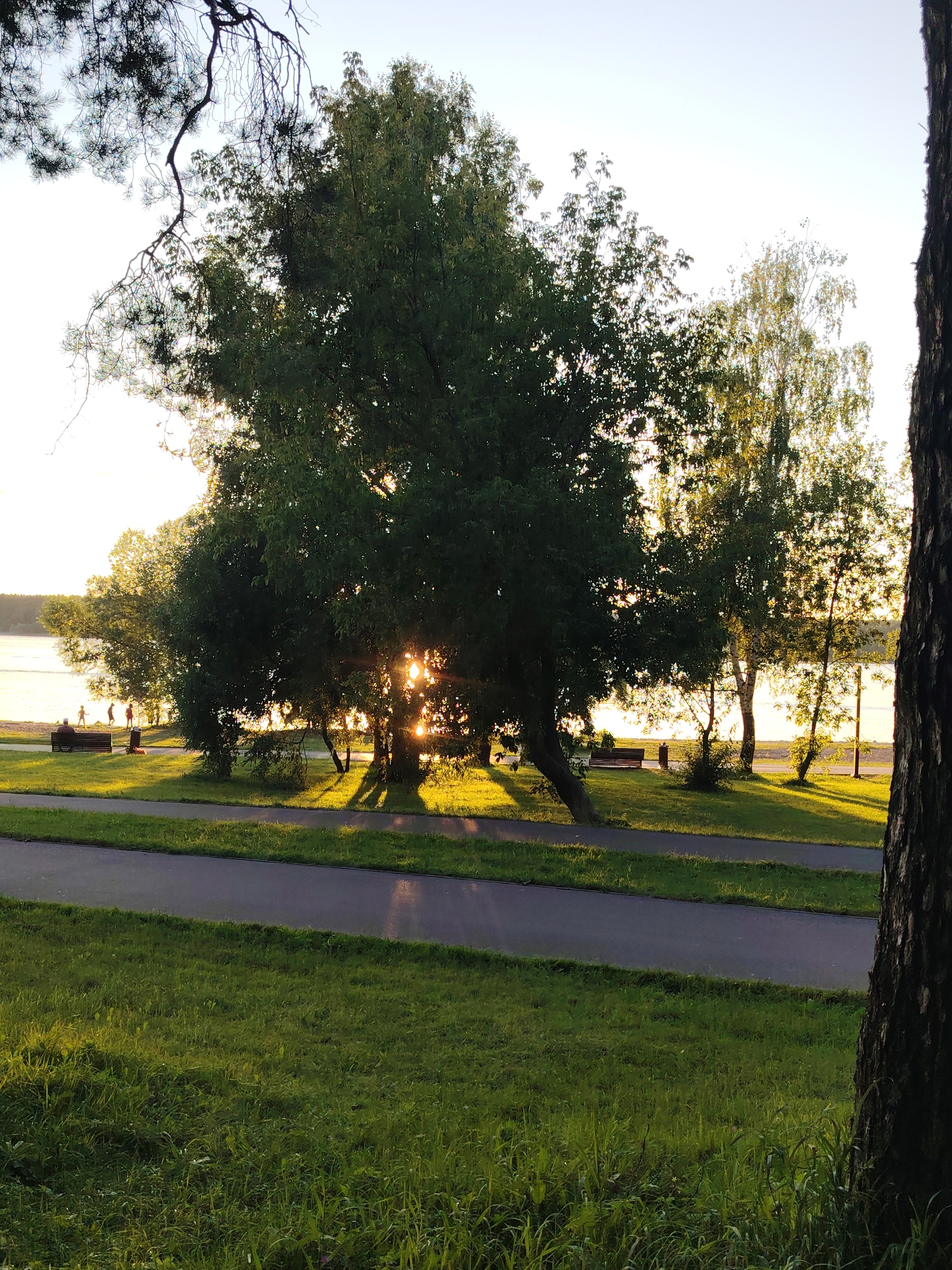A sun-drenched park in Konakovo, Russia, features a large, leafy tree in the foreground, its branches reaching towards the sky. Sunlight streams through the leaves, casting dappled shadows on the ground. A paved pathway runs through the park, bordered by lush green grass. In the background, a body of water is visible, with a few distant figures enjoying the scenery. The scene is bathed in the warm glow of the setting sun, creating a tranquil and picturesque atmosphere.