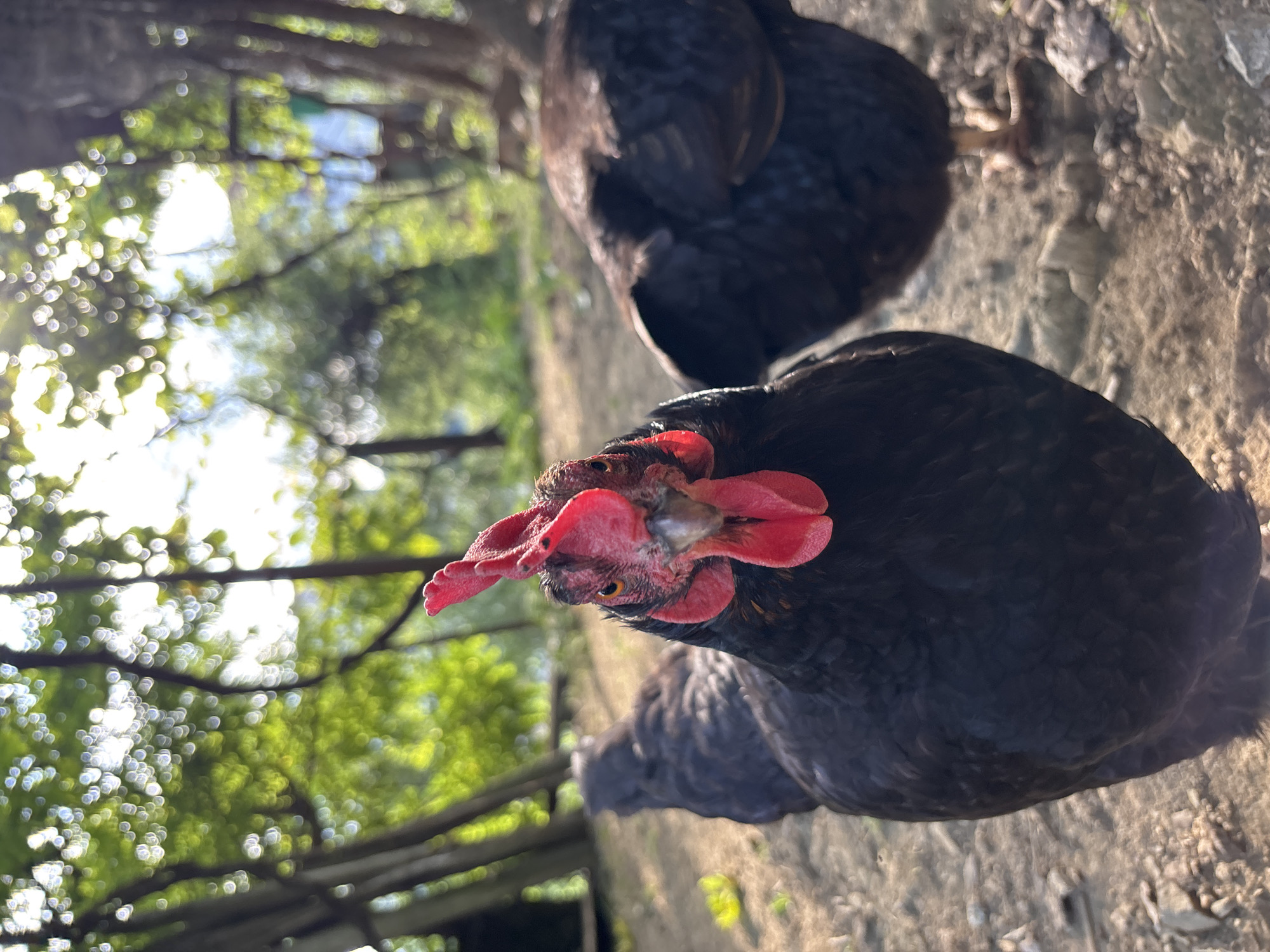A close-up, eye-level shot captures a black hen with a bright red comb and wattle, looking directly at the camera. The hen's head and upper body are in sharp focus, with its dark feathers creating a strong contrast. Behind it, another black hen is slightly out of focus, its body visible from the back and side. The ground is a mix of dirt and small stones. The background is a bokeh effect of green foliage and trees, with sunlight filtering through, creating bright, circular highlights. A hint of a wooden structure and a ladder can be seen in the upper right background. The scene suggests a rustic, outdoor setting, possibly a farm or backyard, likely located in Zlatograd, Bulgaria, given the context.