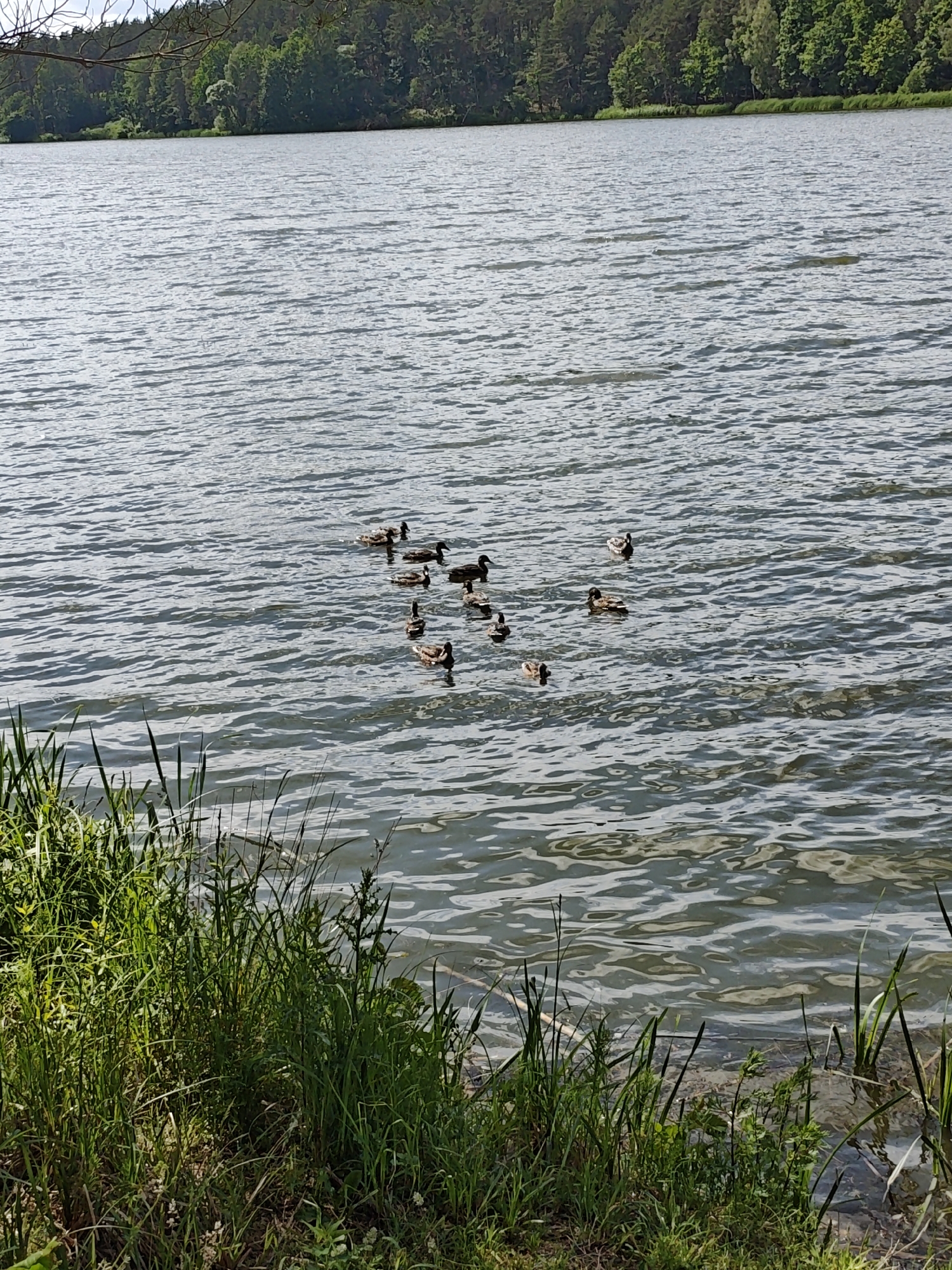 In Lewiczyn, Poland, a serene lake is depicted with a flock of ducks swimming in the water. The foreground of the image features lush green grass and vegetation along the shoreline. The lake itself is calm, with gentle ripples disturbing the surface of the water. In the background, a dense forest lines the opposite shore of the lake, with tall trees creating a verdant backdrop. The sky above is overcast, casting a soft light over the scene. The ducks, identified as mallards, are scattered across the water, some swimming individually while others are in small groups. Their dark feathers contrast with the lighter shades of the water. The overall impression is one of tranquility and natural beauty.