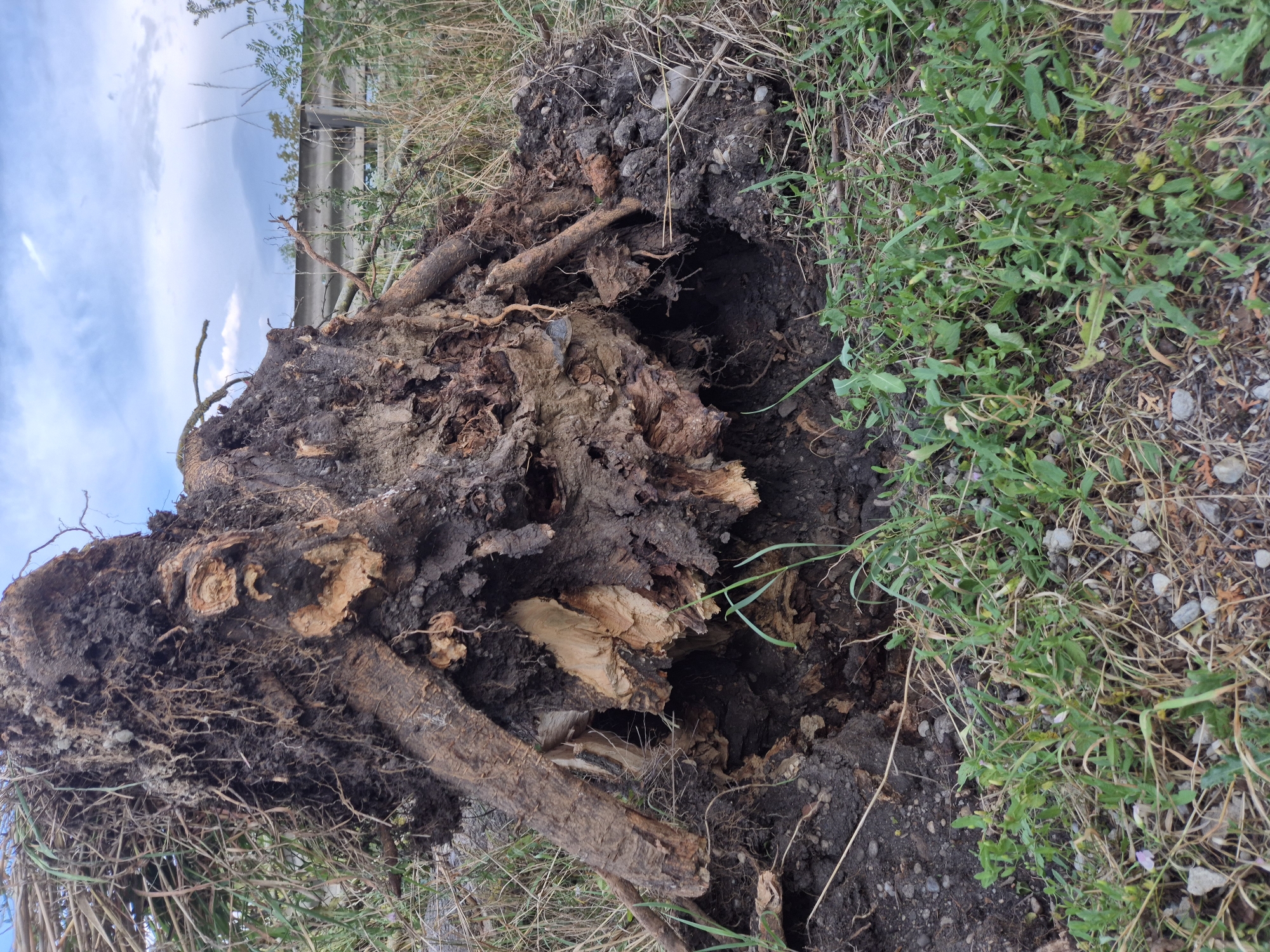 An uprooted tree with its exposed root ball lies on its side in a grassy area. The root ball is a mass of dark brown soil, tangled roots of varying sizes, and broken wood. Some of the wood appears lighter, showing broken or splintered surfaces. The tree's branches and some dried grass extend from the top of the root ball. The surrounding environment consists of dry and green grass, small stones, and patches of dark soil. In the background, a metal guardrail runs horizontally, with some vegetation behind it and a cloudy sky above. This scene is located on the side of a road in Ergolding, Germany, near the intersection of the B15n and the Staatsstraße 2142.