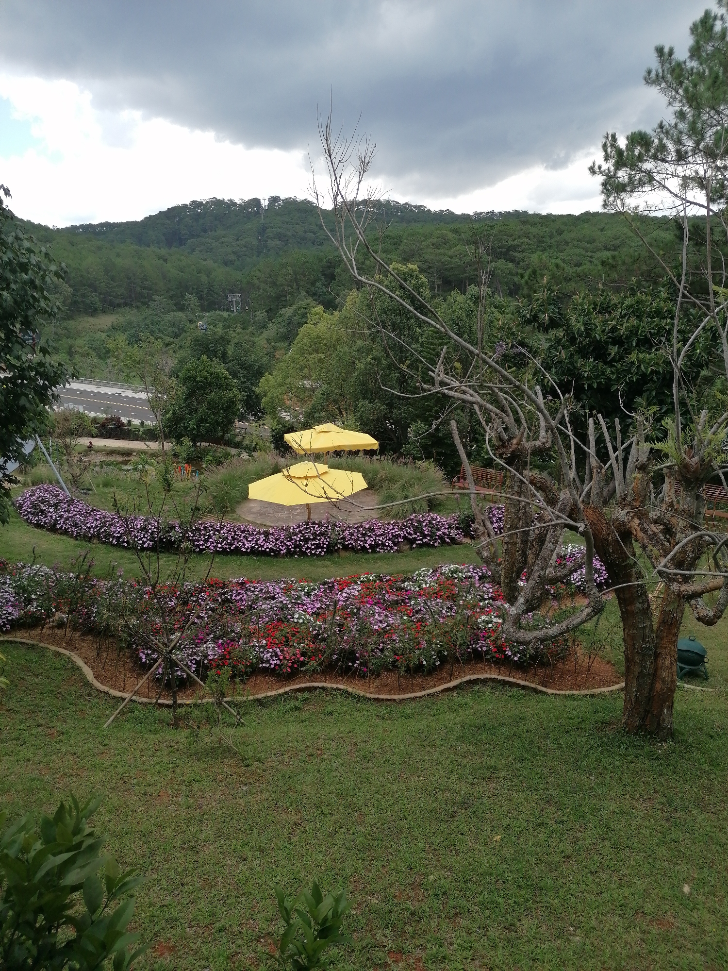 This image shows a garden scene in Da Lat, Vietnam. Two yellow umbrellas sit on a raised platform surrounded by flowering plants. A second, lower flower bed with colorful blooms borders a well-manicured lawn. An older tree with bare branches stands near the edge of the garden, along with other greenery. In the distance, a densely forested hill and overcast sky are visible. A road or structure can be seen in the mid-ground on the left side.