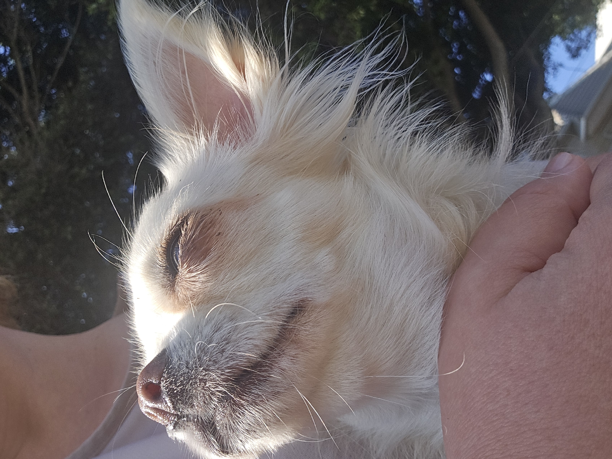 This is a close-up, low-angle, outdoor photograph of a small, white-furred dog being held by a person. The dog's face is tilted upwards, with its eyes closed or partially closed, bathed in bright sunlight. The dog's nose is visible, showing dark pigmentation. The person's hand, which appears to be an adult's, is supporting the dog's head and neck. The background consists of dark, out-of-focus foliage and some hints of blue sky and possibly a roofline, suggesting a suburban or garden setting. There are no specific visual cues to place this image within Málaga, Spain.