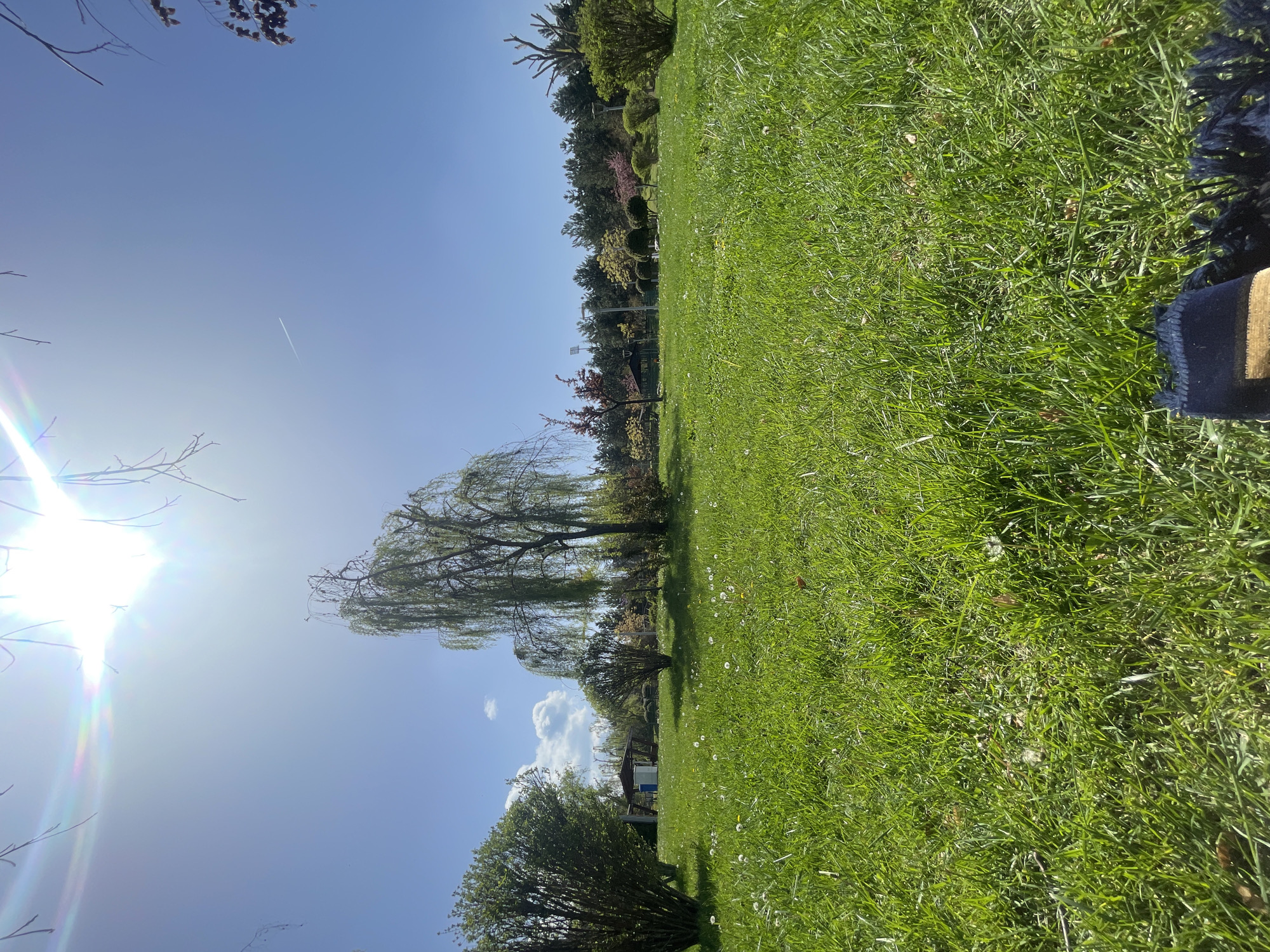 The image shows a view of a park on a sunny day. The sky is clear blue with some trees to the left. The green grass is overgrown. A weeping willow tree is visible. A contrail is visible in the sky. The image appears to be from Karabük, Turkey.