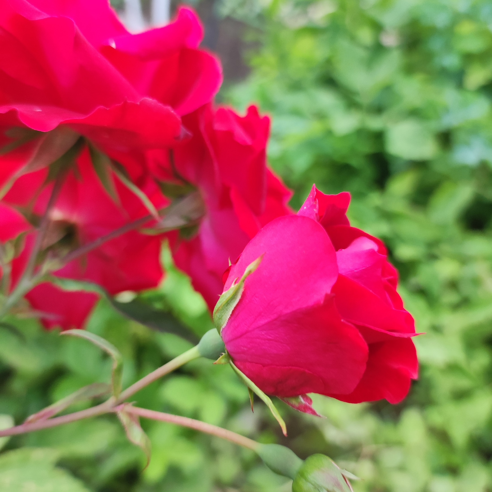 The image displays a close-up view of red roses with green foliage in the background. The roses are vibrant and detailed, with visible petals and sepals. A few rose buds are also present, some closed and green, others starting to unfurl. The background is softly blurred, emphasizing the flowers. The scene appears to be a garden or natural setting. There is no indication of any people or specific urban locations in Navoloki, Russia.