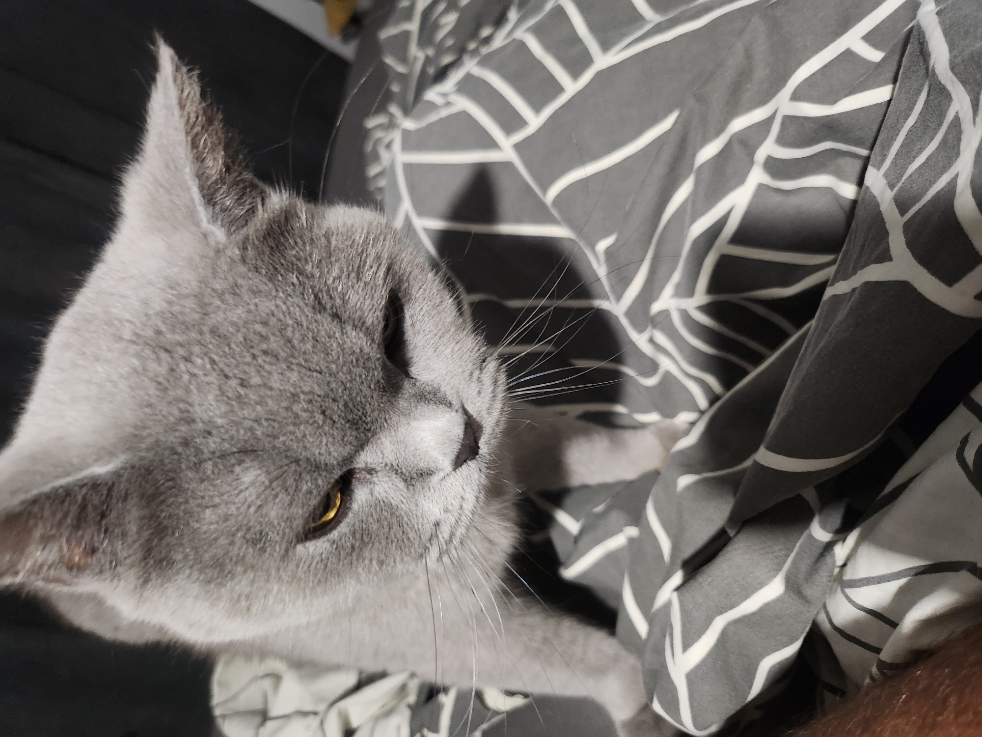 A close-up, high-angle shot captures a fluffy grey cat with striking amber eyes on a bed with grey and white patterned sheets. The cat is positioned in the center of the frame, with its head tilted down and to the right, giving it a curious or perhaps slightly wary expression. Its fur is short and dense, with a lighter shade around its muzzle and eyes. The pattern on the sheets features irregular, interconnected white lines on a dark grey background, creating a modern, geometric design. The lighting is dim, casting soft shadows that add depth to the scene, particularly on the crumpled fabric of the bed. The background is dark and out of focus, suggesting an indoor setting, possibly a bedroom. The image does not provide any information about its location in Tsarevo, Bulgaria.