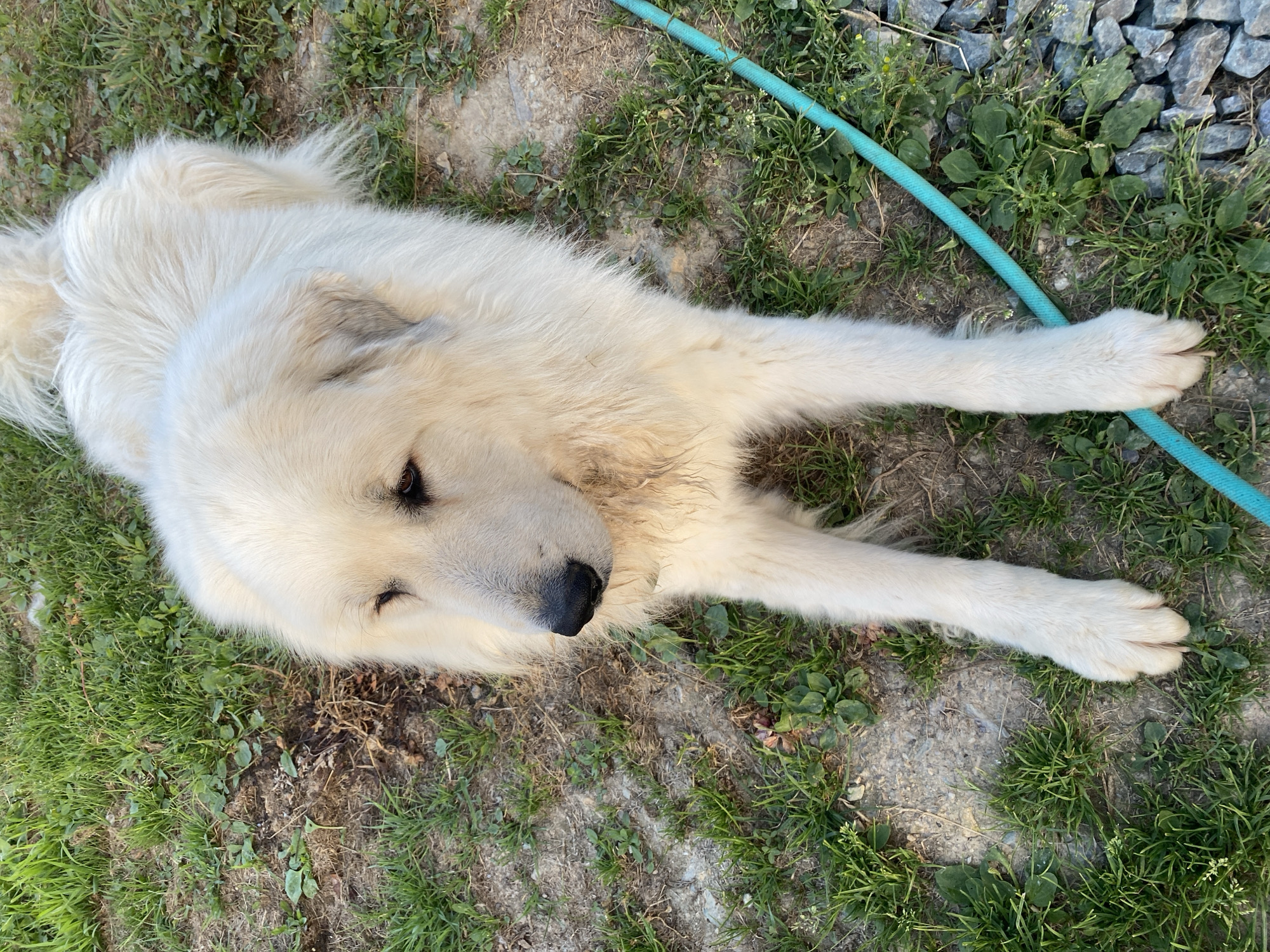 A white, fluffy dog with dark eyes and a black nose lies on the ground in a grassy area. The dog's fur is long and appears to be somewhat disheveled. It is lying on its front legs, with its head turned to the left. The ground is covered with short green grass and some dry leaves and dirt. A blue hose is visible on the right side of the image, partially submerged in the grass. The image appears to have been taken outdoors, possibly in a yard or park.