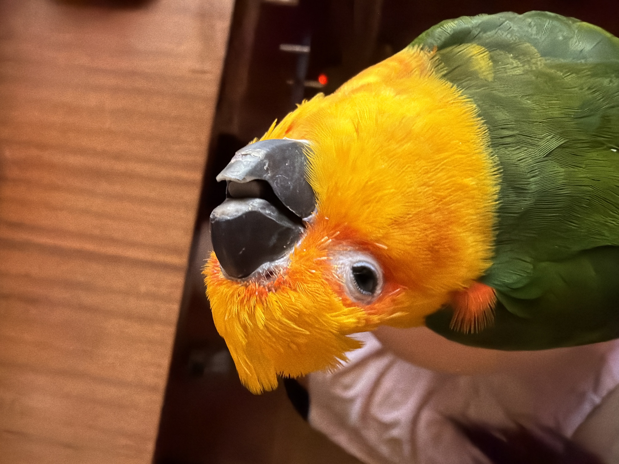 A close-up shot of a bird, a sun conure, with bright yellow head feathers and a green wing, is featured against a blurred background. The background consists of a wooden surface to the left, a dark out-of-focus object in the back, and light-colored, possibly cloth, material beneath the bird. The focus is sharpest on the bird's head, highlighting its black beak and the detail of the feathers around its eye. The location, Khimki, Russia, is not discernible from the image.
