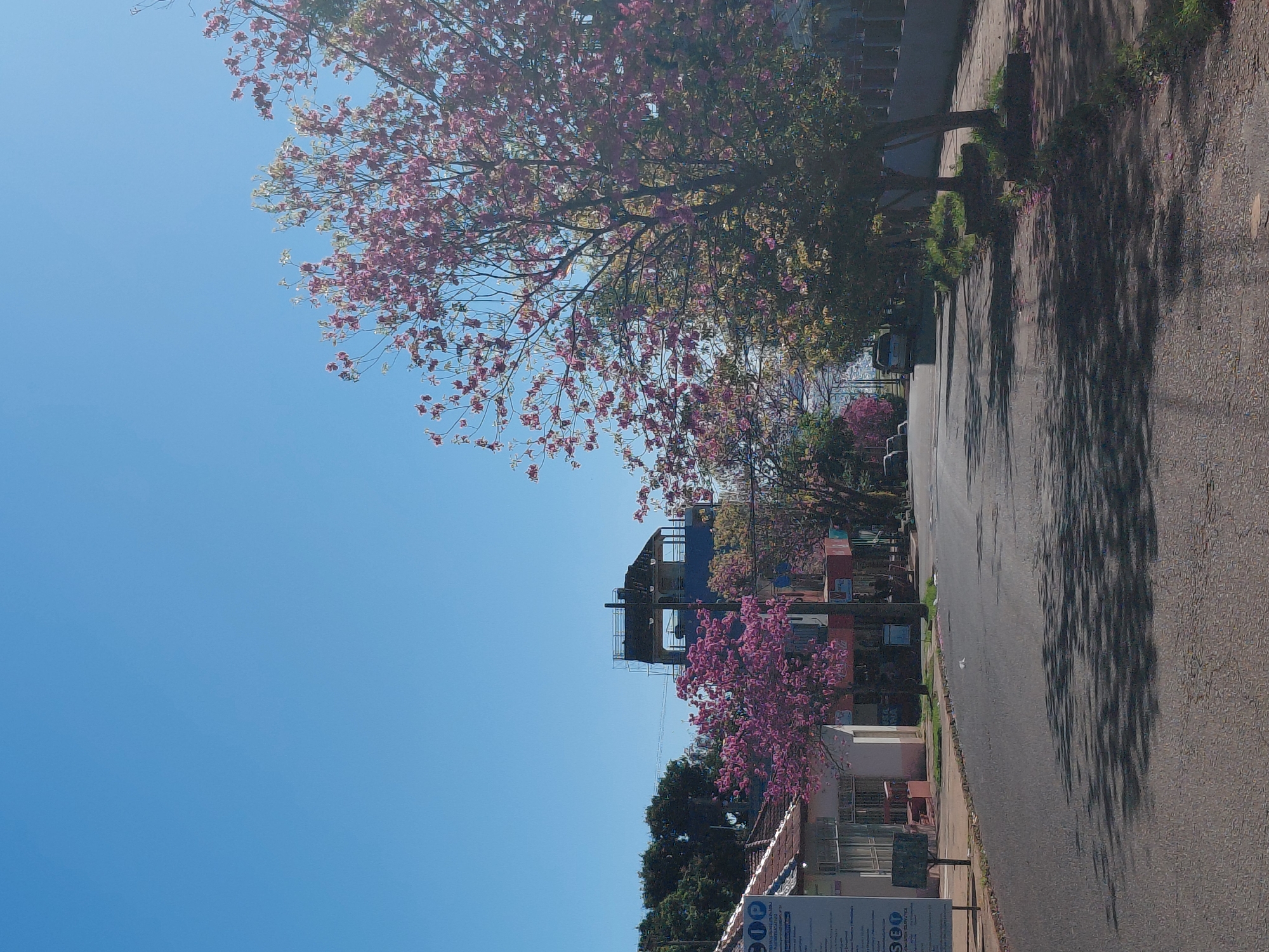 The image captures a street scene in Encarnación, Paraguay, on a clear day with a bright blue sky. The foreground shows an asphalt road with prominent shadows cast by trees, indicating the time of day. On the left side of the road, there are buildings with tiled roofs and what appears to be a bulletin board outside one of them. A few trees with pink blossoms are visible along the street, adding color to the urban landscape. In the middle ground, more buildings and trees are present, with a taller, partially constructed structure visible in the distance. A car is parked on the right side of the road, and a sidewalk runs alongside the buildings. The overall impression is of a quiet street in a Paraguayan city, possibly during springtime given the blooming trees.