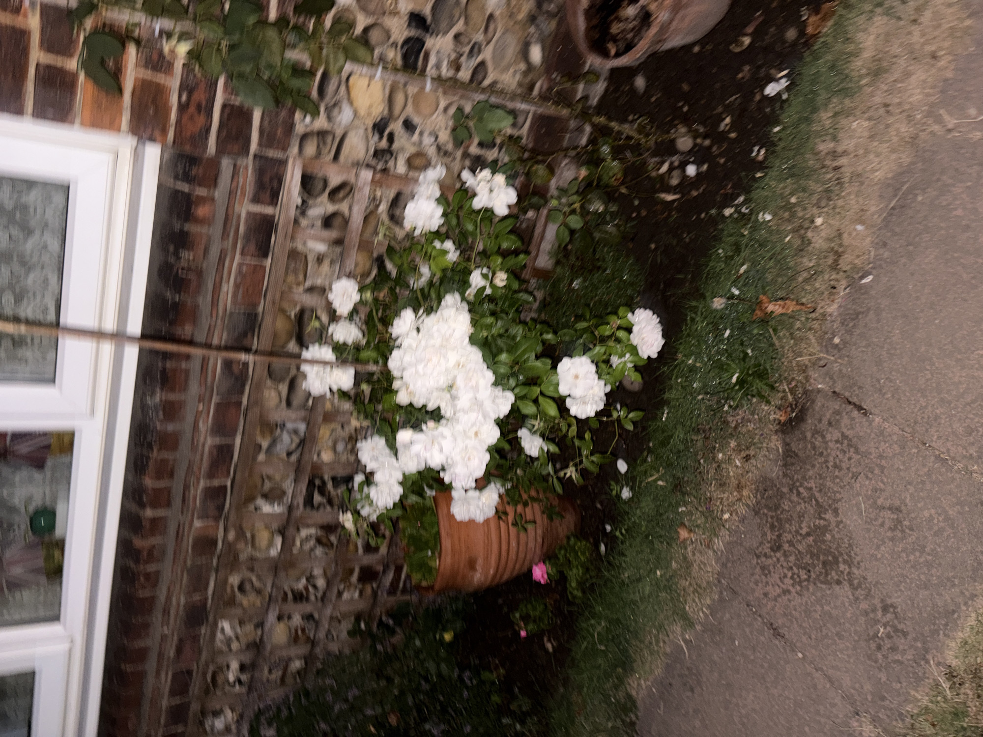 A medium-shot, horizontal, eye-level, dimly lit, night-time photograph shows a white rose bush in full bloom, situated in a terracotta pot next to a brick wall. The rose bush is the central subject, with numerous white blossoms and green foliage. To the left of the rose bush, a small pink rose is visible. The brick wall behind the rose bush has a decorative stone insert. A paved walkway is in the foreground, with grass to the left and right. A second, empty terracotta pot is visible to the right of the frame. The background reveals a white-framed window with items visible inside, suggesting the location is adjacent to a building. The overall scene is that of a residential garden.