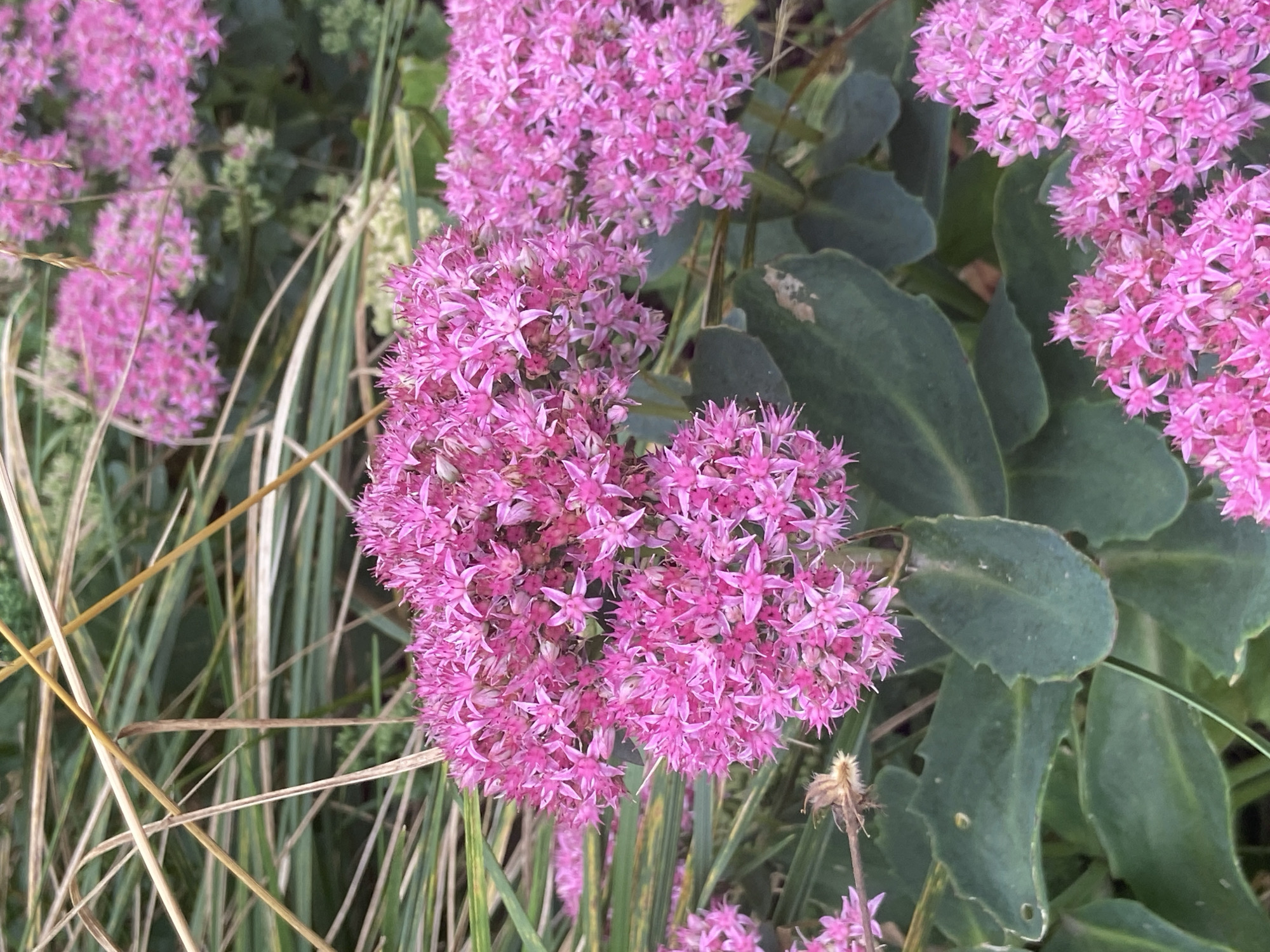 A close-up shot focuses on clusters of vibrant pink flowers in Balashikha, Russia. The flowers have star-shaped petals and are densely packed together, creating a textured appearance. They are set against a backdrop of dark green, succulent-like leaves and thin, dry, straw-colored blades of grass. The lighting suggests it is daytime, possibly overcast, as there are no harsh shadows. The overall impression is one of a garden or natural landscape.