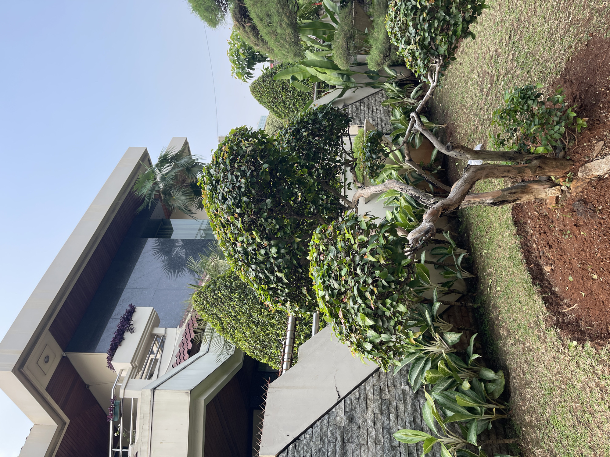 The image depicts a modern building with a unique architectural design, featuring sharp angles and a large glass facade reflecting the sky and surrounding greenery. The building is nestled within a lush, well-maintained garden.
The garden is the primary focus of the foreground and middle ground, showcasing a variety of plants and trees. Prominently featured are several large, meticulously trimmed shrubs that appear to be topiaries, shaped into rounded forms. A striking, gnarled tree trunk with twisting branches is positioned in the center, its weathered texture contrasting with the vibrant green foliage. Smaller plants with broad leaves are visible at the base of the shrubs and along the stone-tiled wall. A patch of short, green grass borders the garden bed.
The architectural elements of the building include a light-colored, angular overhang and a dark, reflective glass wall. A section of the building has a wooden paneling detail. A raised planter box with purple flowering plants adds a splash of color. The overall impression is one of a contemporary residence or commercial space with a strong emphasis on landscaping and modern design.
The scene appears to be set in daylight, with a clear, pale blue sky visible. The lighting suggests it's likely late morning or early afternoon. The presence of well-developed foliage and the dry appearance of the grass might indicate a warm climate.
There are no people visible in the image. The setting is consistent with a residential or upscale commercial property in a tropical or subtropical location, possibly South Jakarta, Indonesia, given the context provided. The overall mood is serene and sophisticated, highlighting the harmony between modern architecture and nature. No visible text is present in the image.