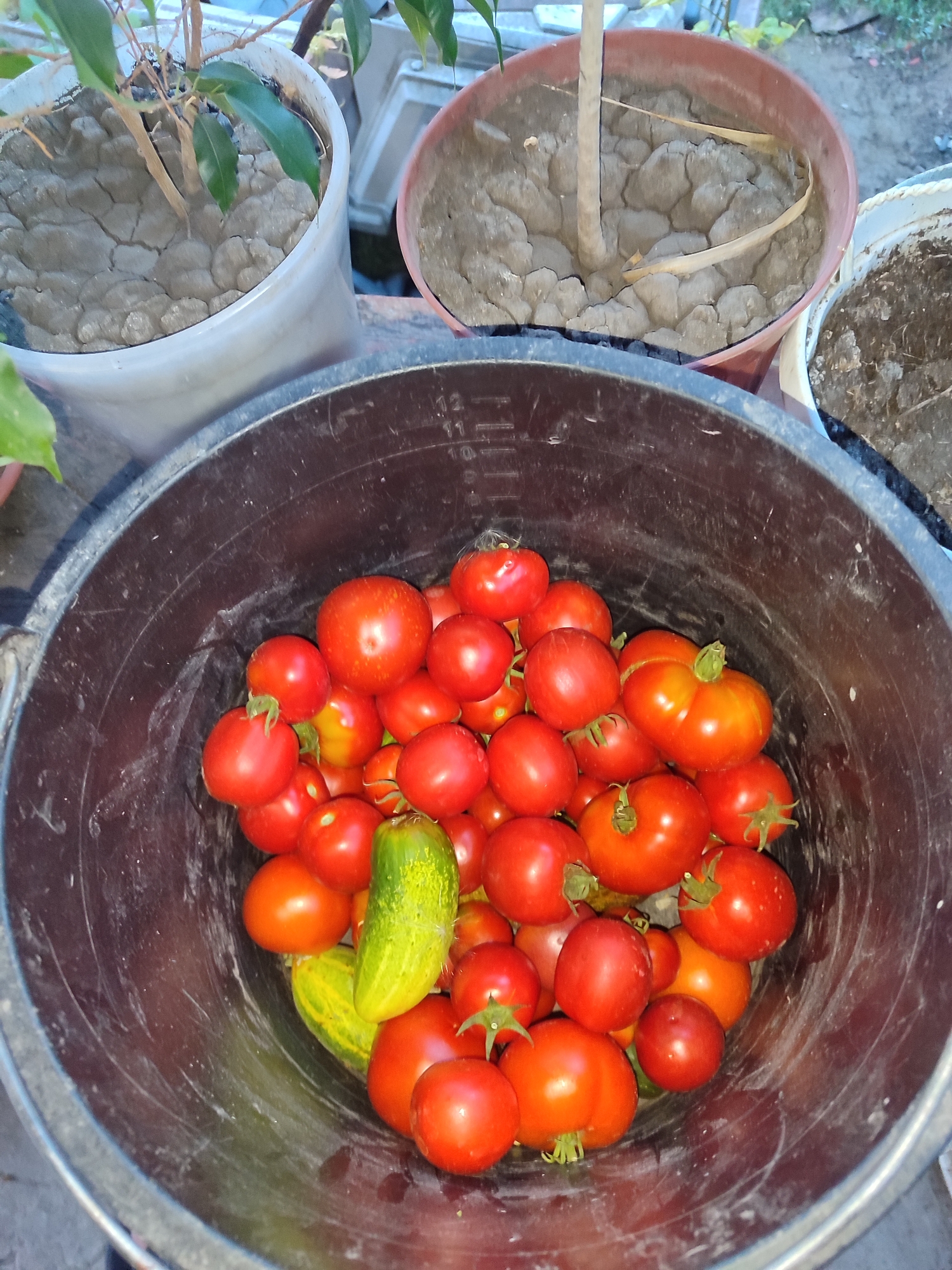 The image shows a black bucket filled with a harvest of red tomatoes and two green cucumbers. The bucket is placed outdoors, with several potted plants visible in the background, suggesting a garden or backyard setting. The soil in the pots appears dry and cracked. The overall scene is a close-up shot focusing on the harvested produce. There are no people visible in the image. The location of Novosamarka, Ukraine is not visually represented in the image itself.