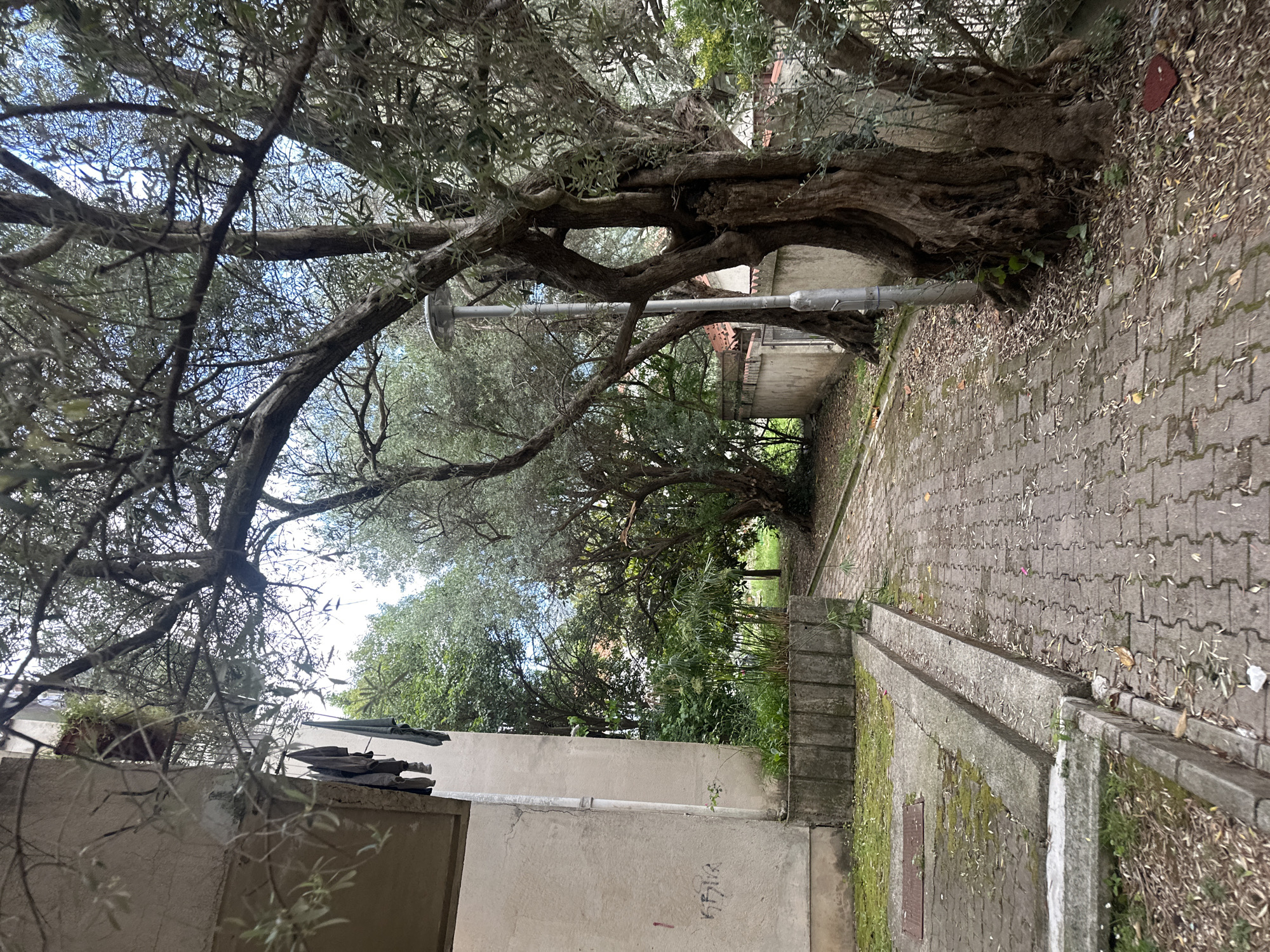 The image presents an urban scene in Budva, Montenegro. A narrow, brick-paved pathway extends into the distance, bordered by low concrete walls or steps. Mature olive trees with gnarled trunks and branches overhang the path, creating a canopy. A utility pole runs parallel to the path, partially obscured by the tree branches. The sky is visible through gaps in the foliage. Buildings with weathered facades line the left side of the path, while dense greenery fills the background.