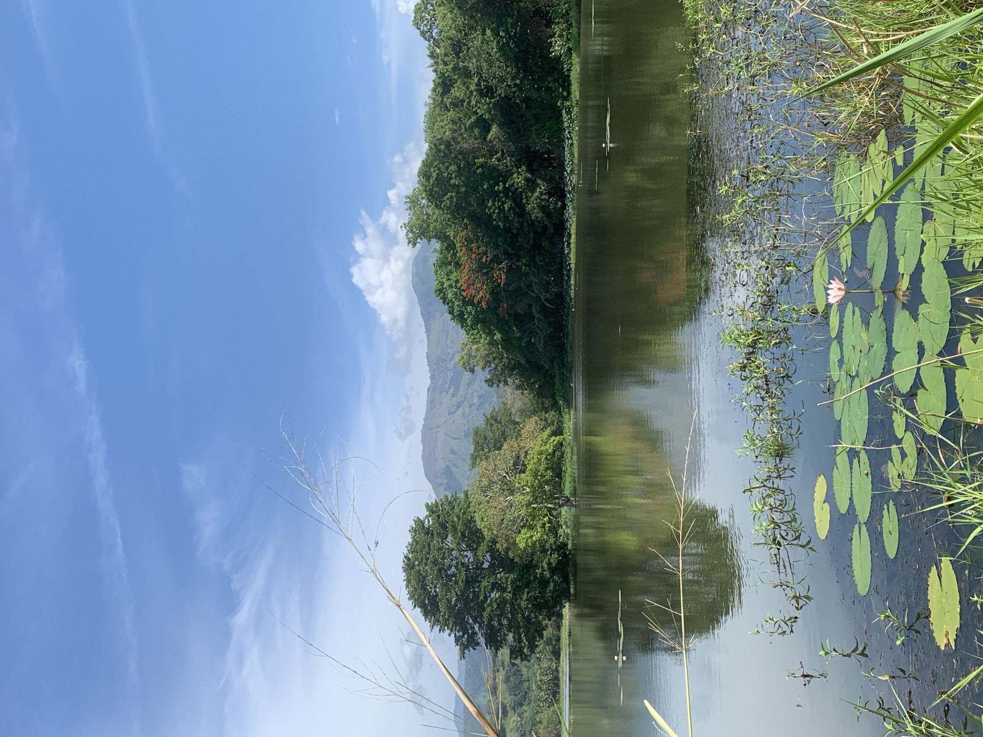 A serene lake is depicted under a bright blue sky with scattered white clouds. In the foreground, lily pads and a single pink water lily float on the calm water, bordered by lush green grass and reeds. Across the lake, a dense line of trees forms the middle ground, with a large, full tree dominating the center. Beyond the trees, rolling hills rise into the distance, their slopes covered in vegetation. The reflections of the trees and sky are visible on the lake's surface. The image captures a tranquil natural landscape, likely in the vicinity of Buduruwagala, Sri Lanka, given the distinctive mountainous terrain and tropical vegetation. No people or animals are clearly visible in the scene.