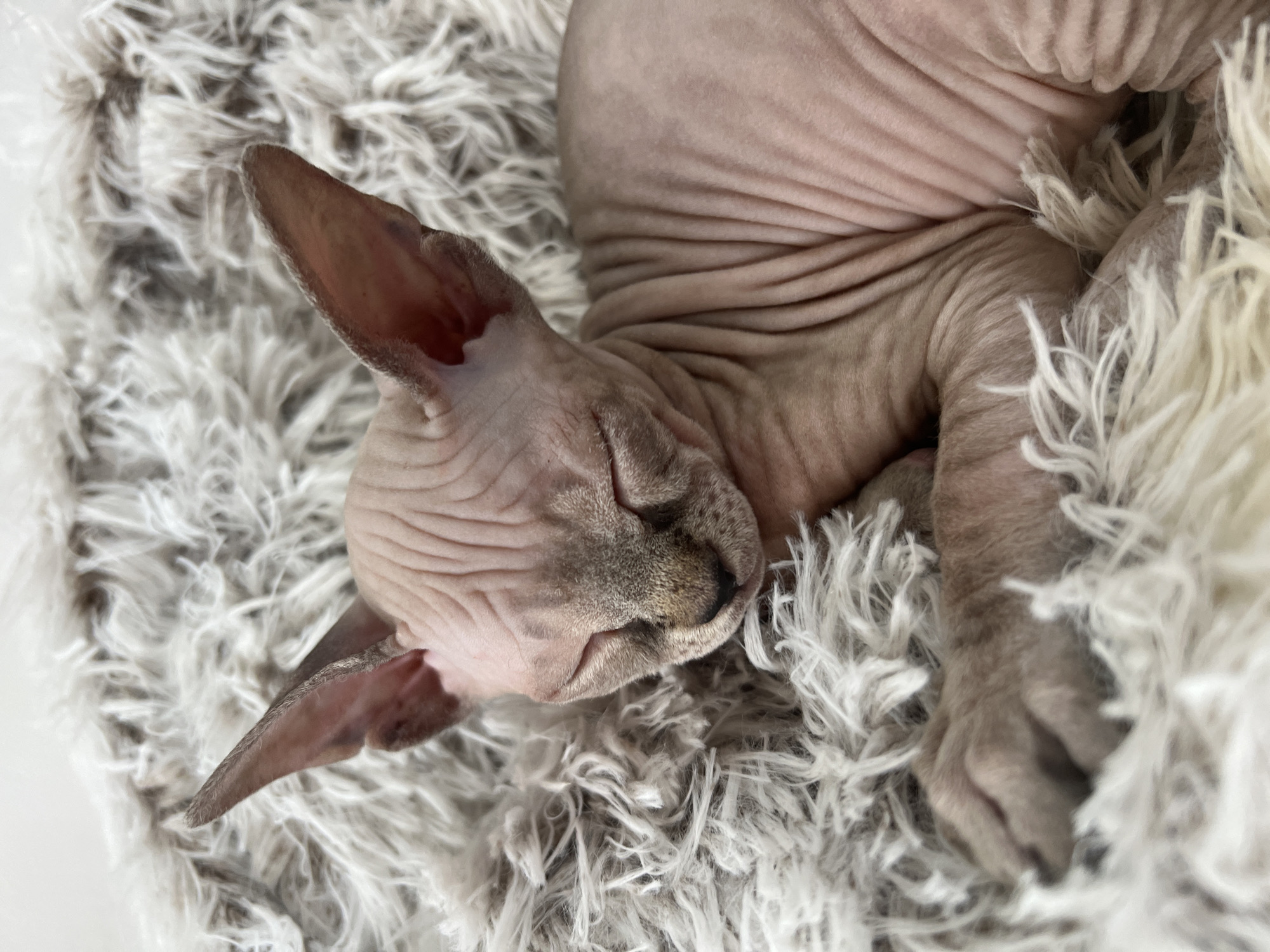 A close-up, top-down image depicts a hairless Sphynx cat, light pinkish-beige in skin tone with visible wrinkles, asleep on a shaggy, light-colored faux fur blanket. The cat's eyes are closed, and its large, erect ears are prominent. Its nose area exhibits a slightly darker, grayish-brown pigmentation. The entire frame is filled by the sleeping cat and the textured, off-white fibers of the blanket. This scene is located in the city of Pervomaysky, Russia.